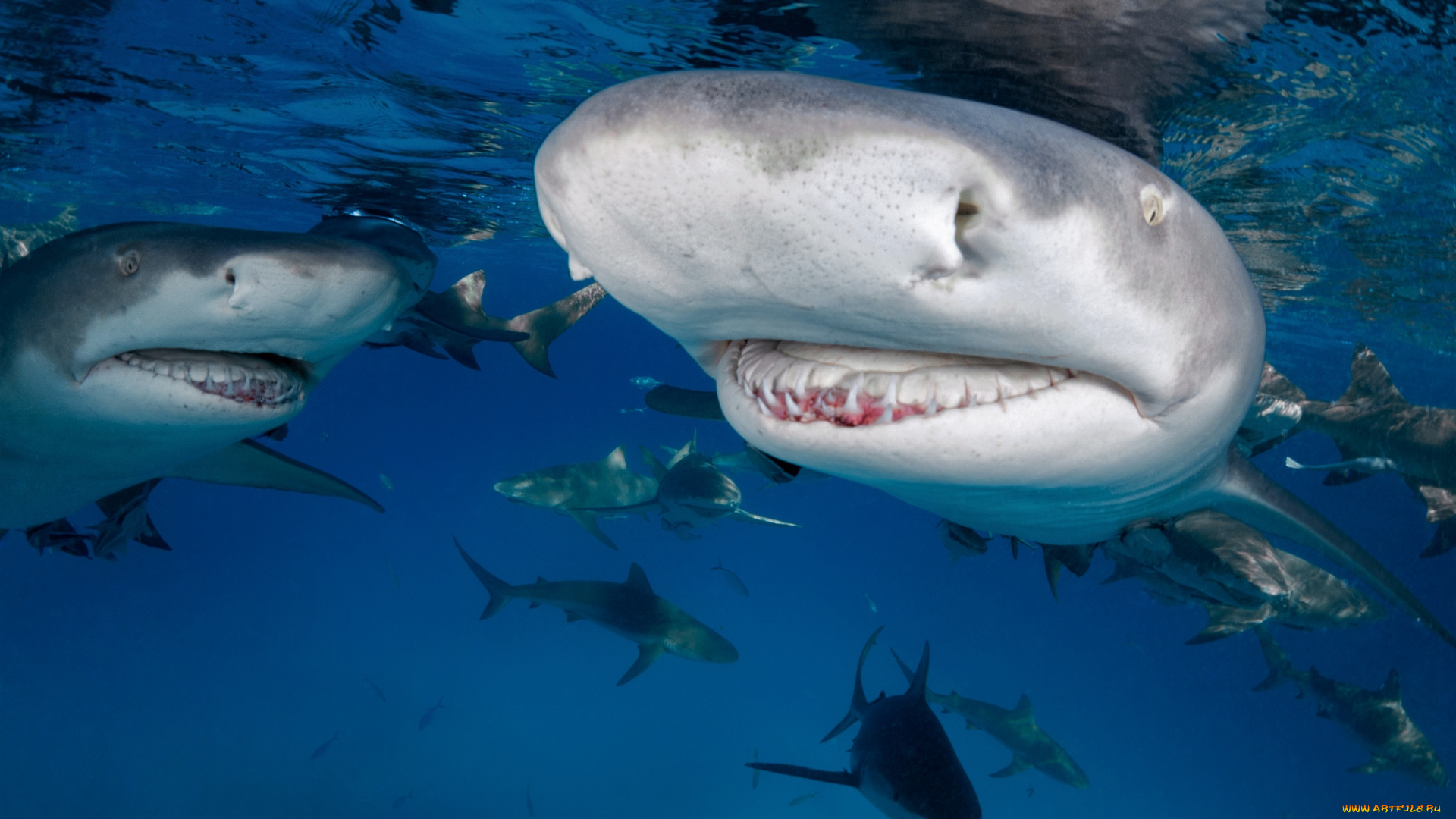 животные, акулы, хищник