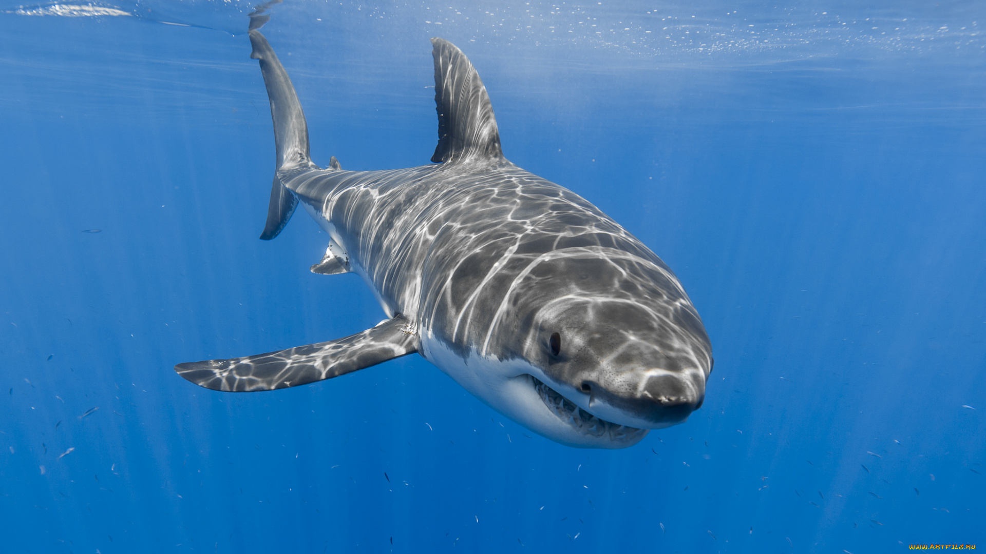 животные, акулы, рыбка