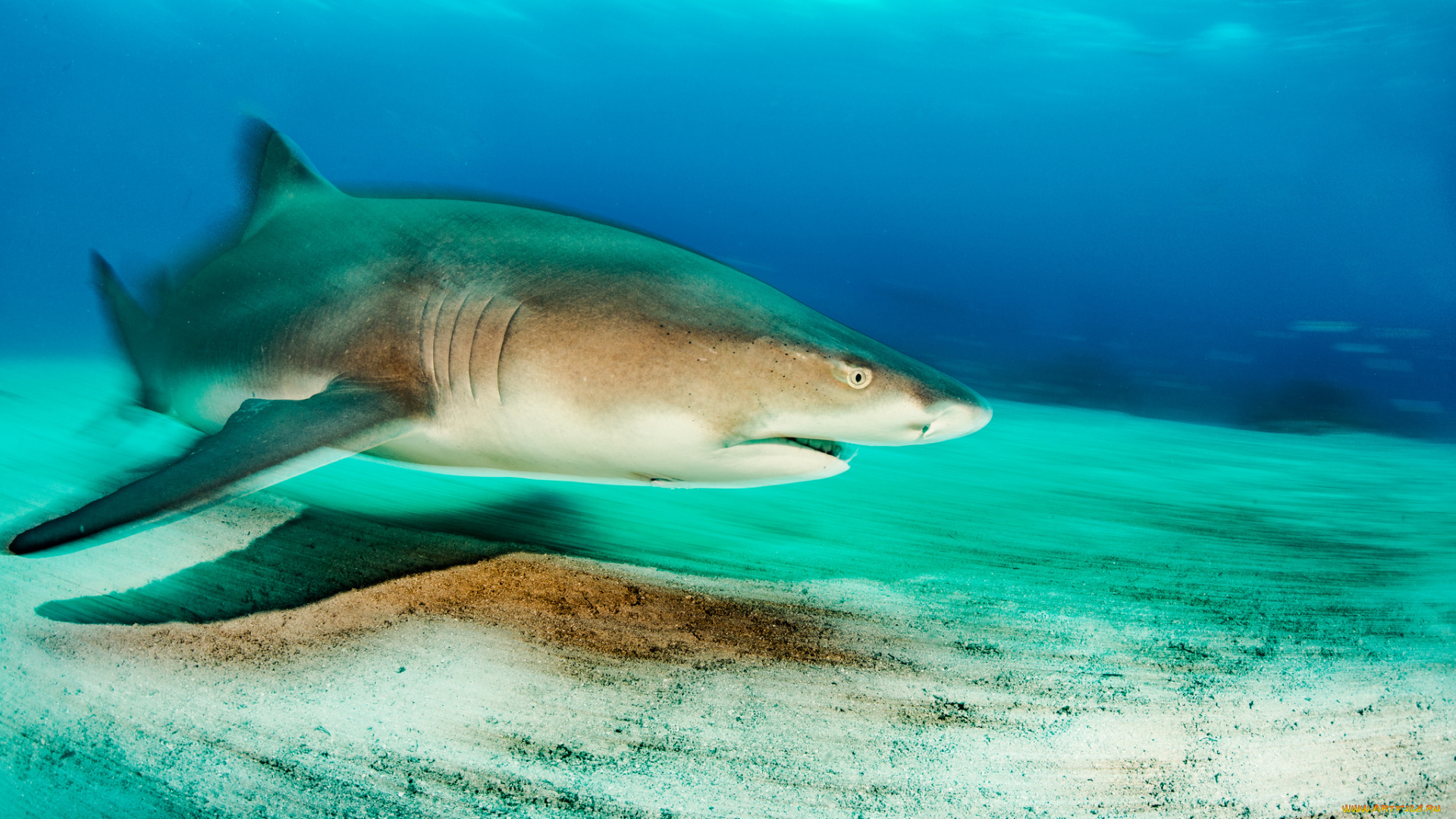 животные, акулы, рыбка