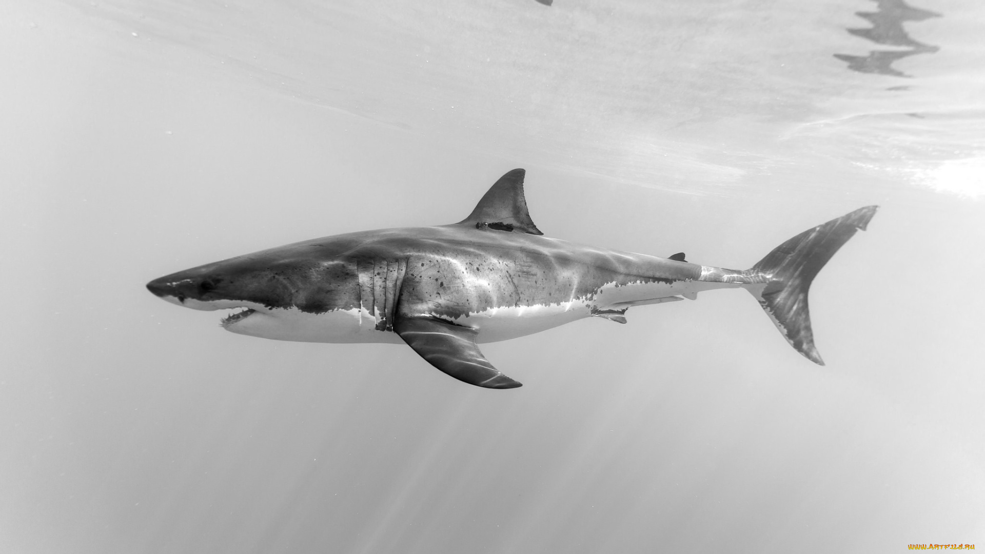 животные, акулы, рыбка