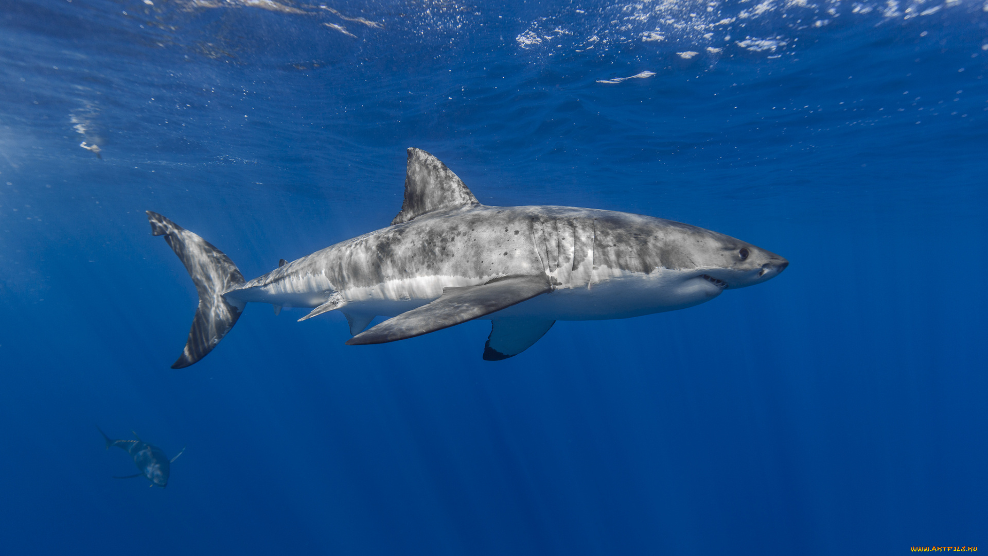 животные, акулы, рыбка