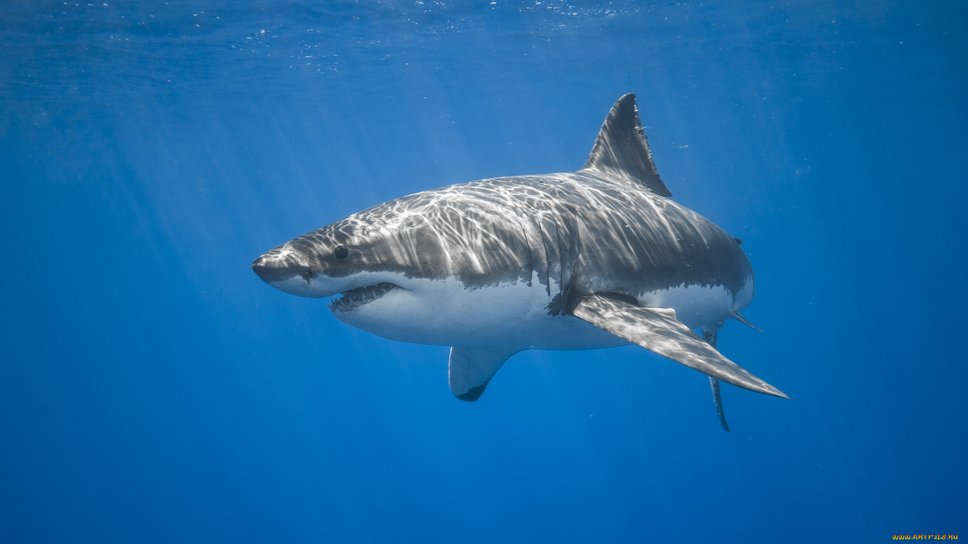 животные, акулы, рыбка