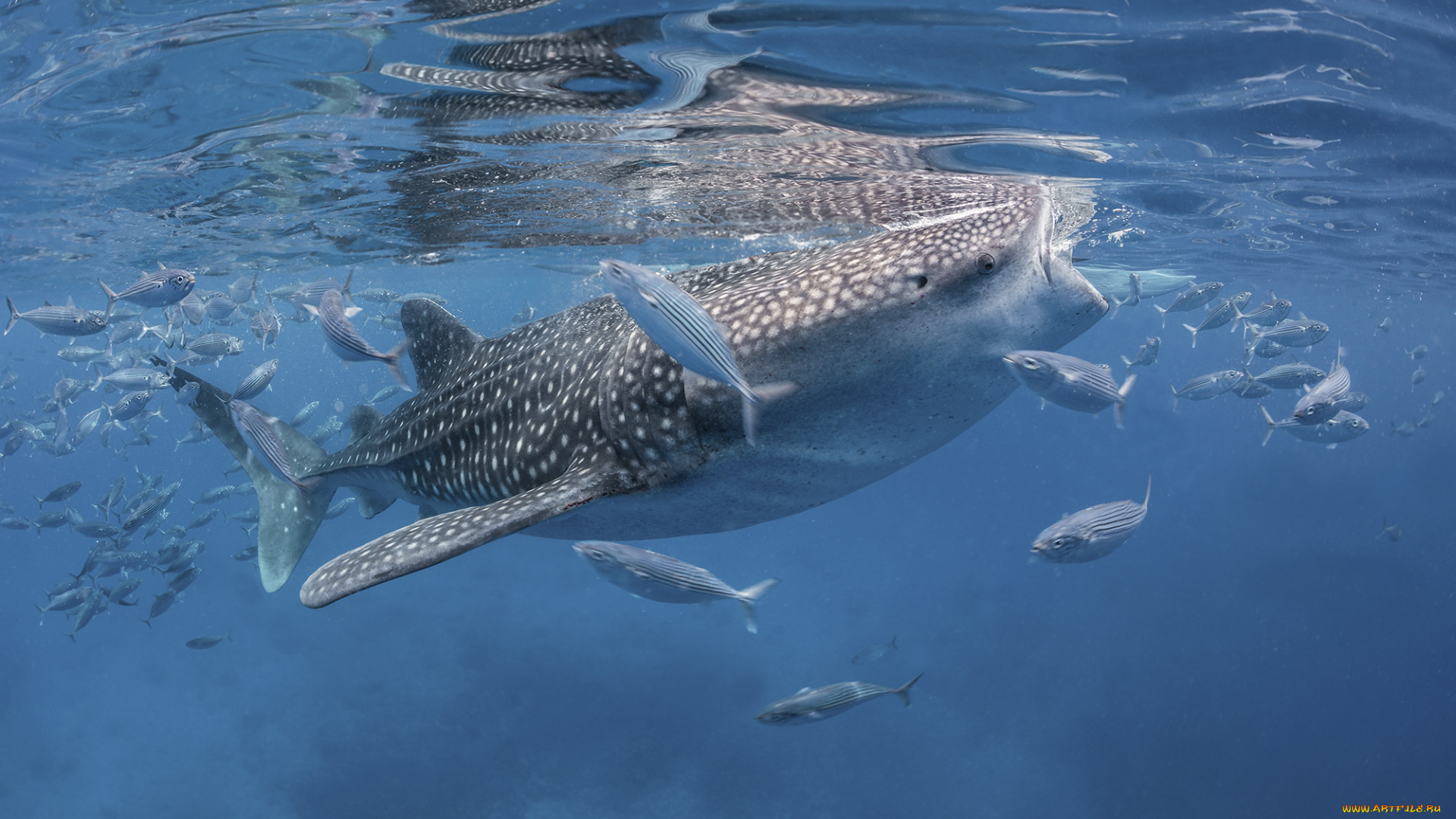 животные, акулы, рыбка