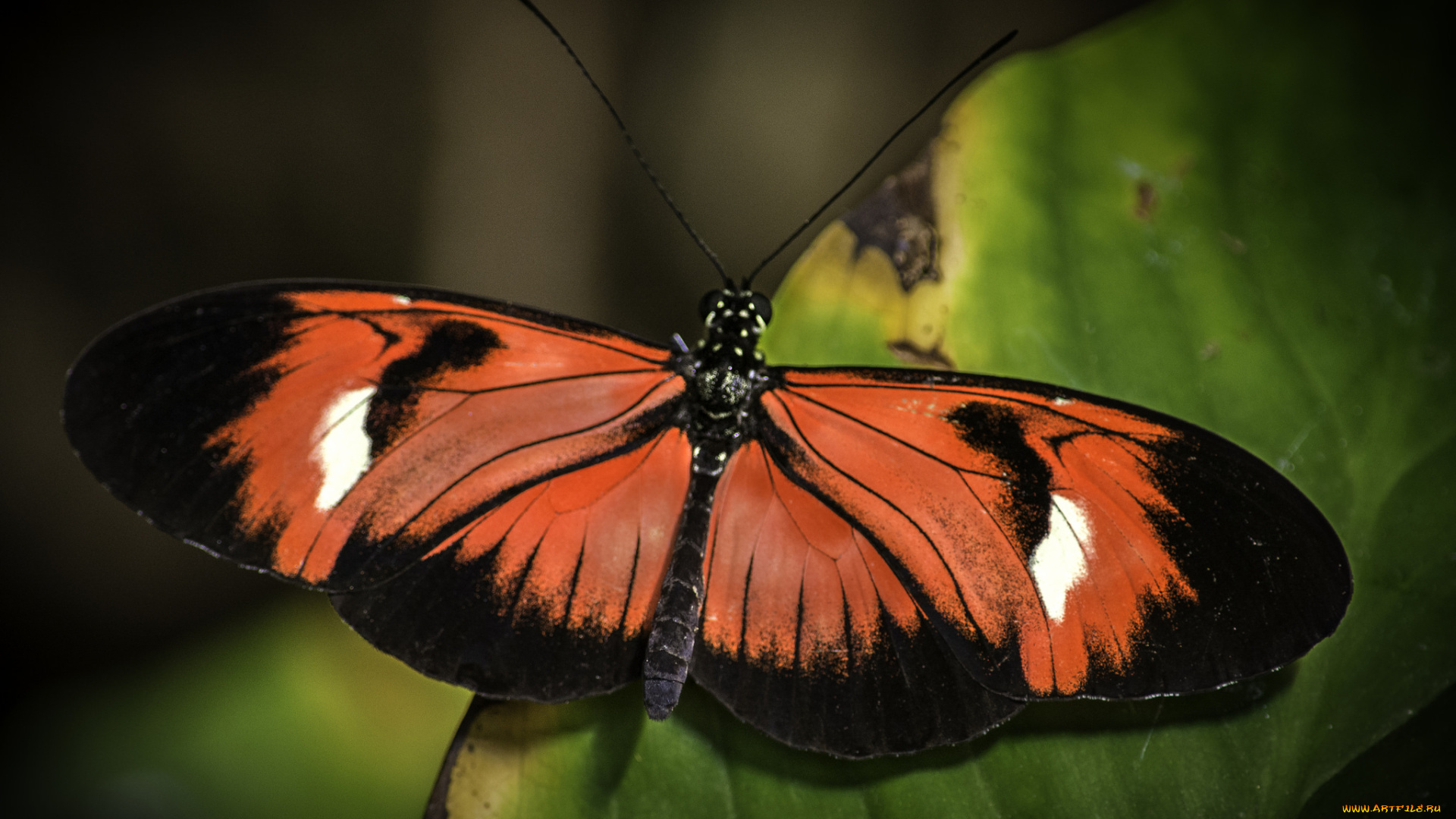 животные, бабочки, , мотыльки, , моли, бабочка