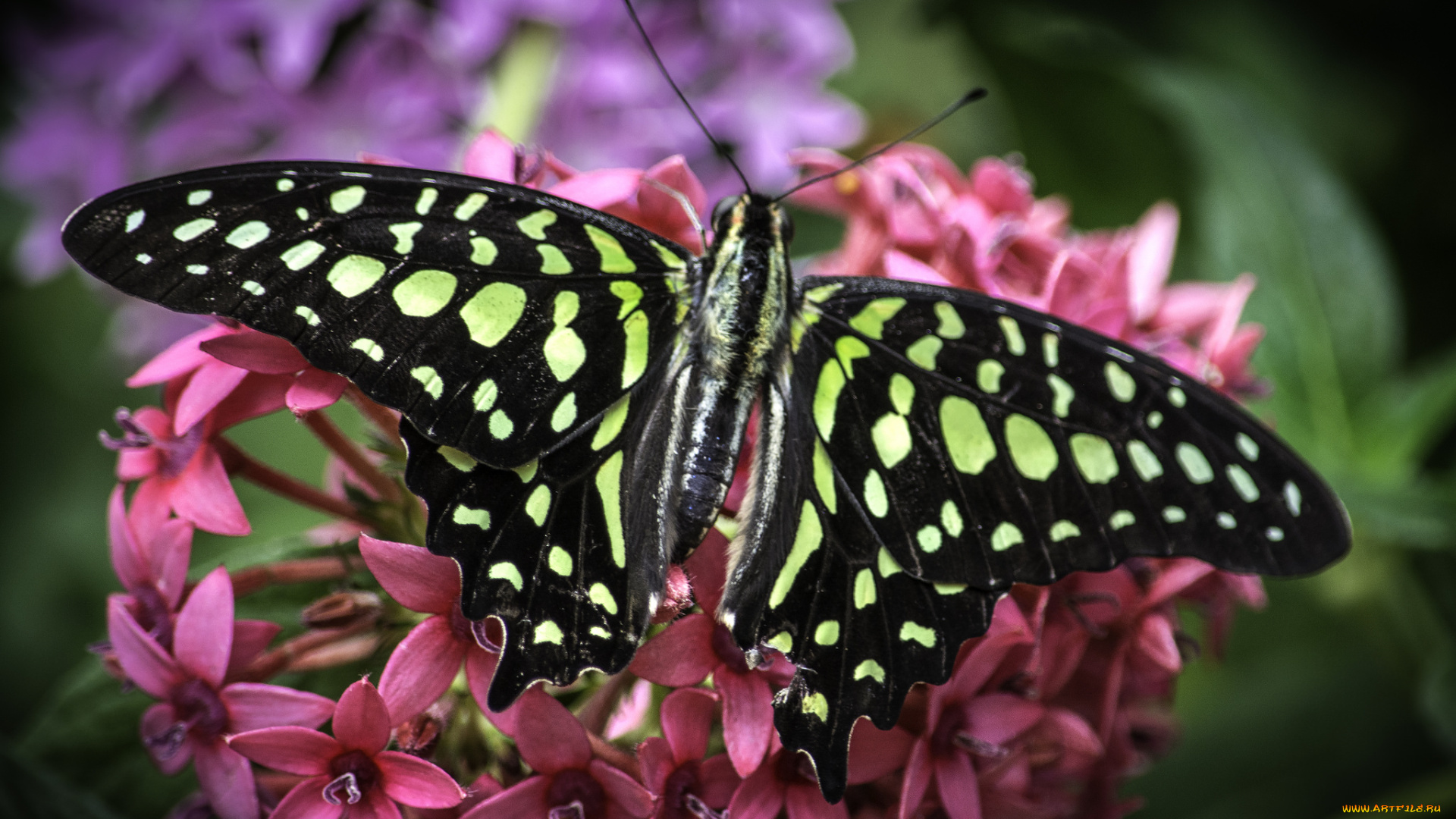 животные, бабочки, , мотыльки, , моли, бабочка