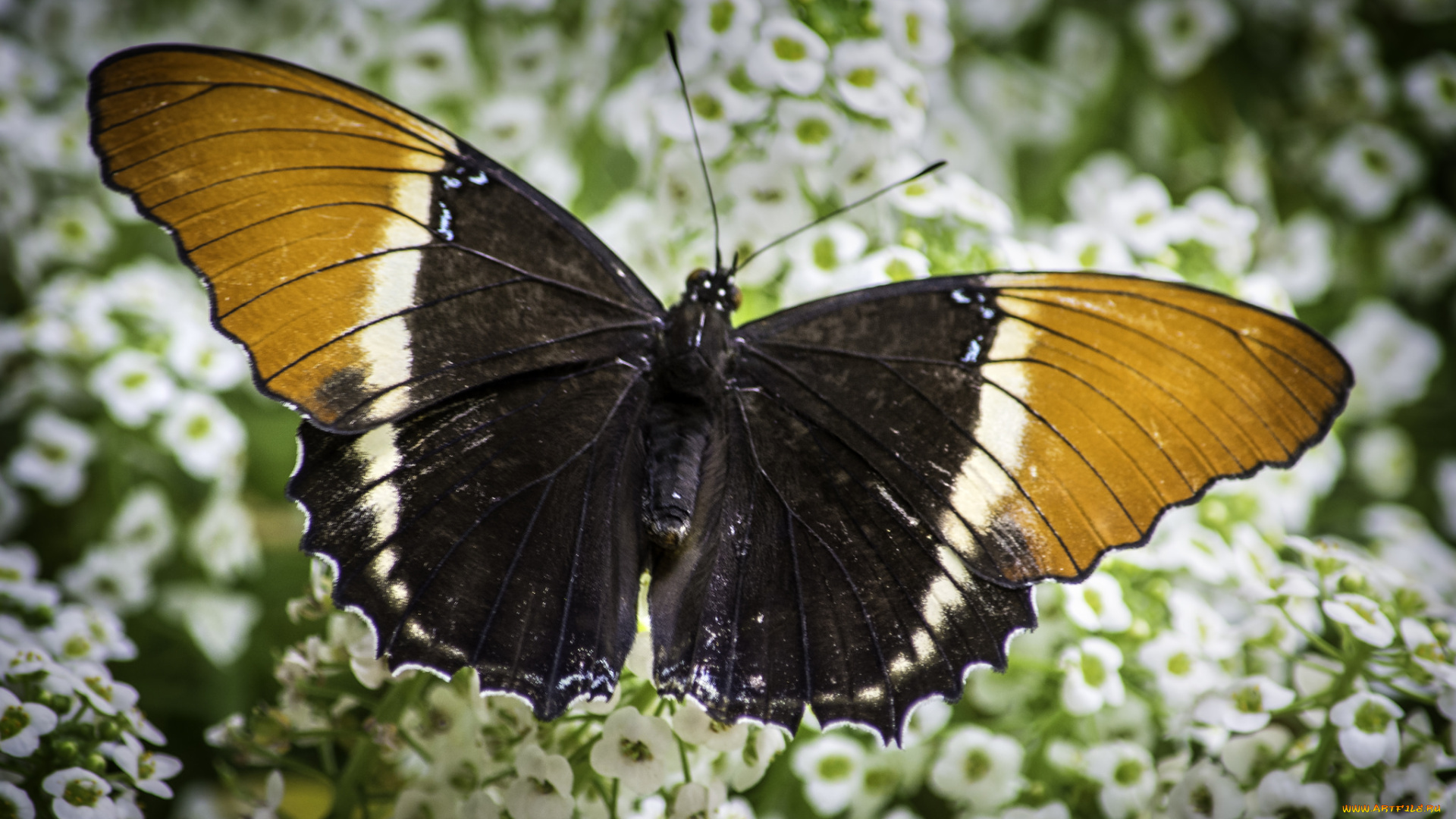 животные, бабочки, , мотыльки, , моли, бабочка