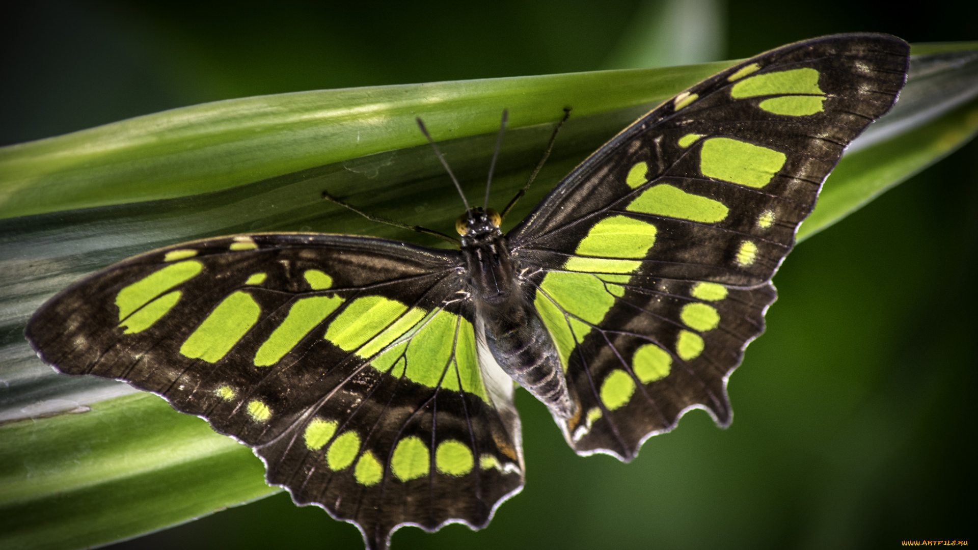 животные, бабочки, , мотыльки, , моли, бабочка