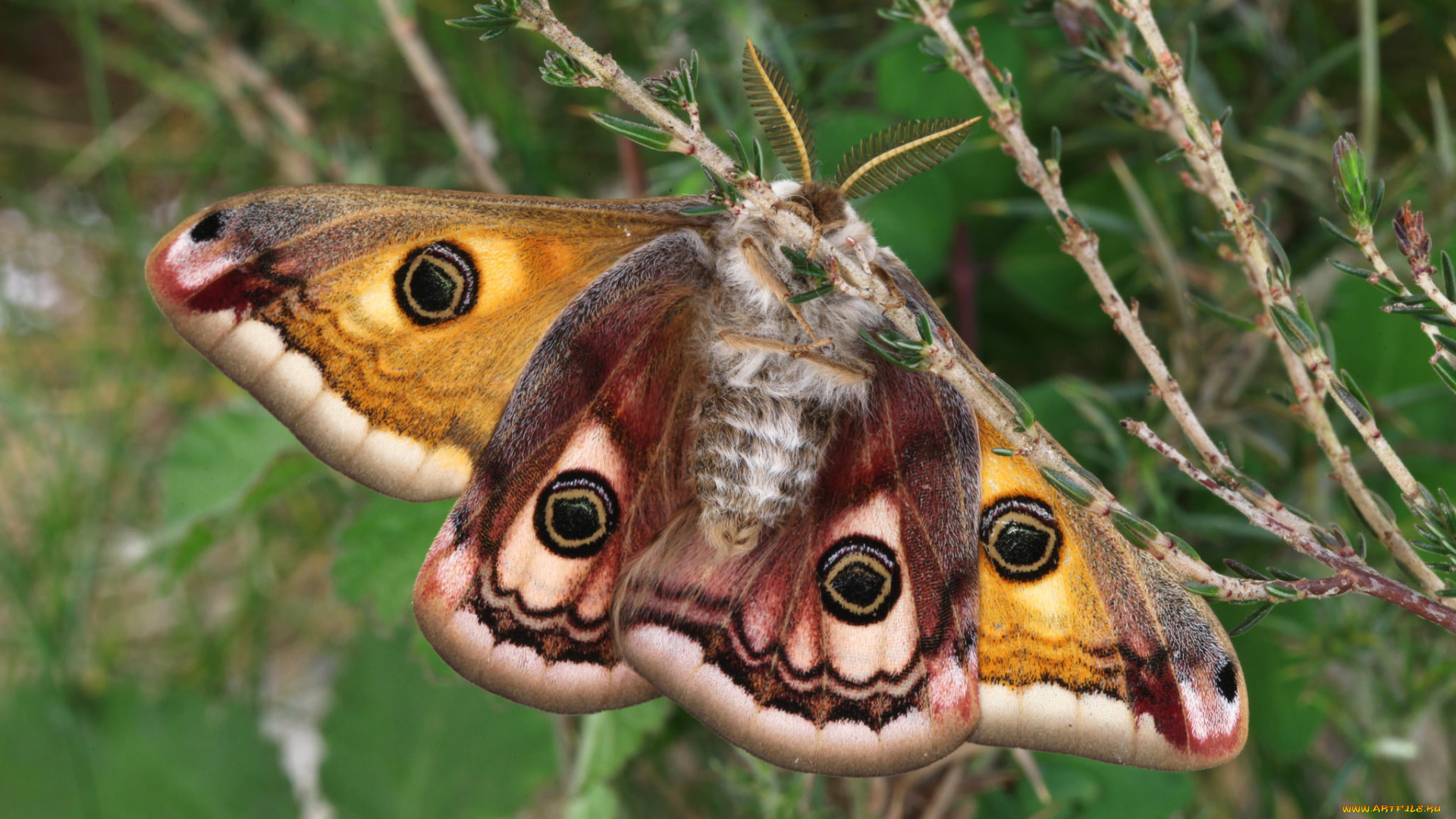 животные, бабочки, , мотыльки, , моли, бабочка