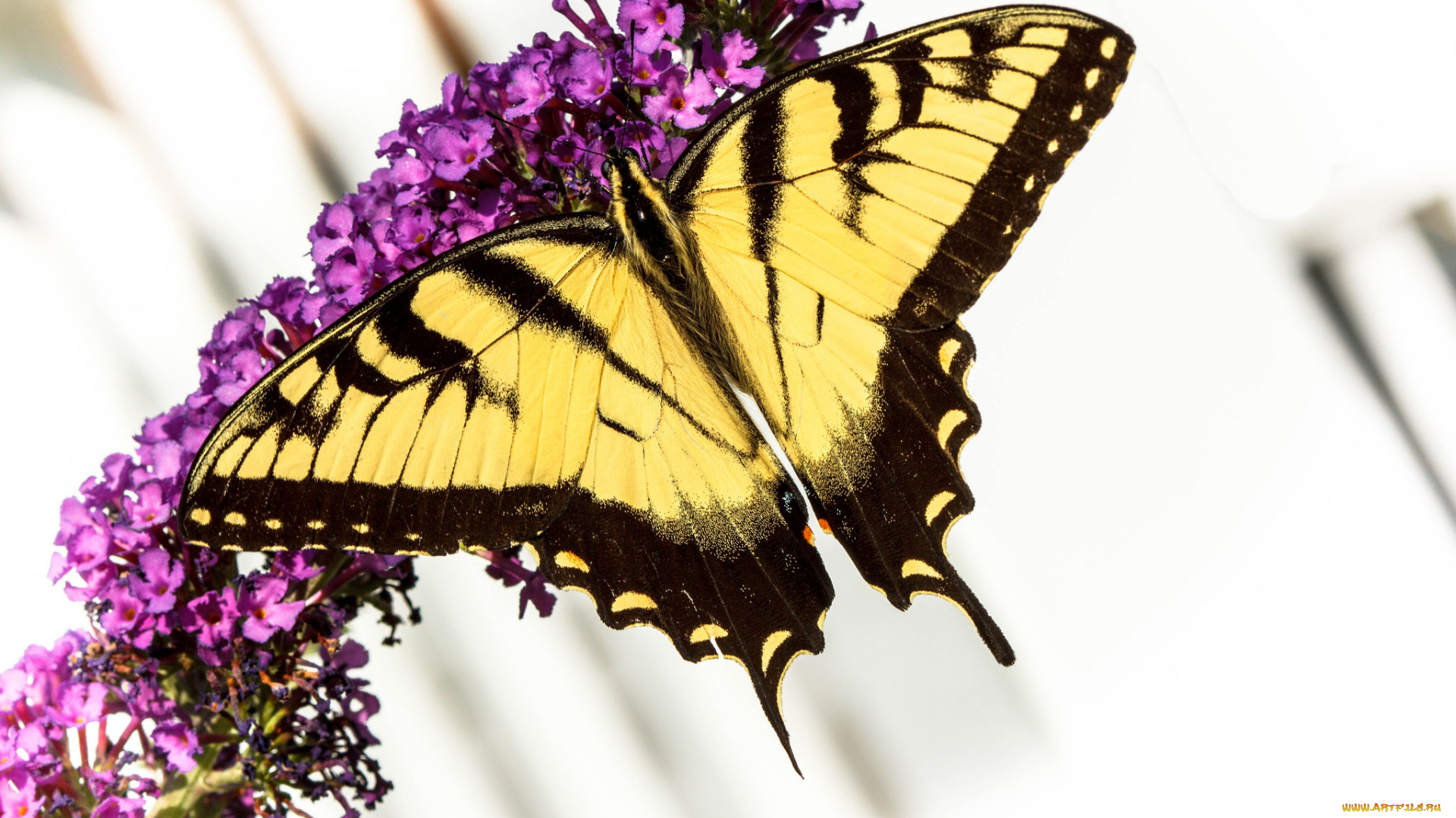 животные, бабочки, , мотыльки, , моли, бабочка