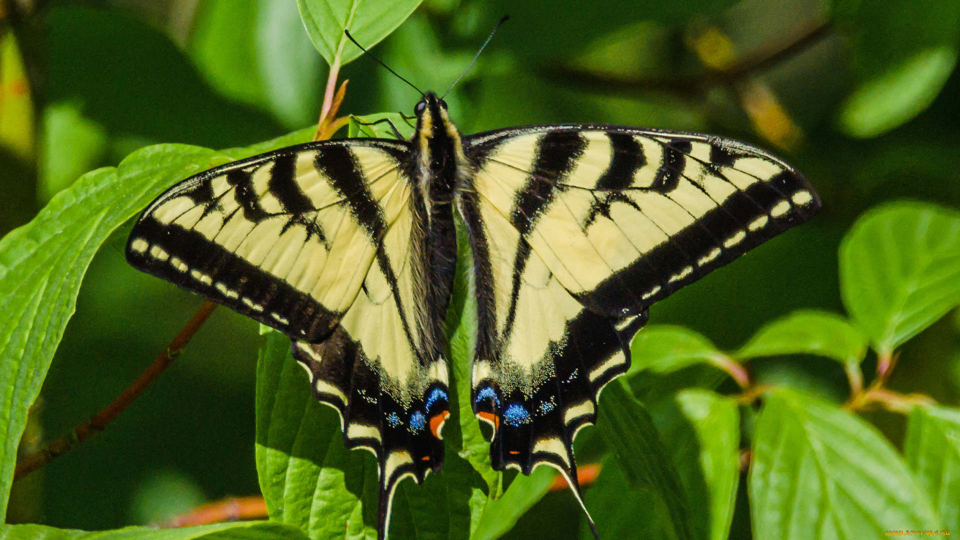 животные, бабочки, , мотыльки, , моли, бабочка