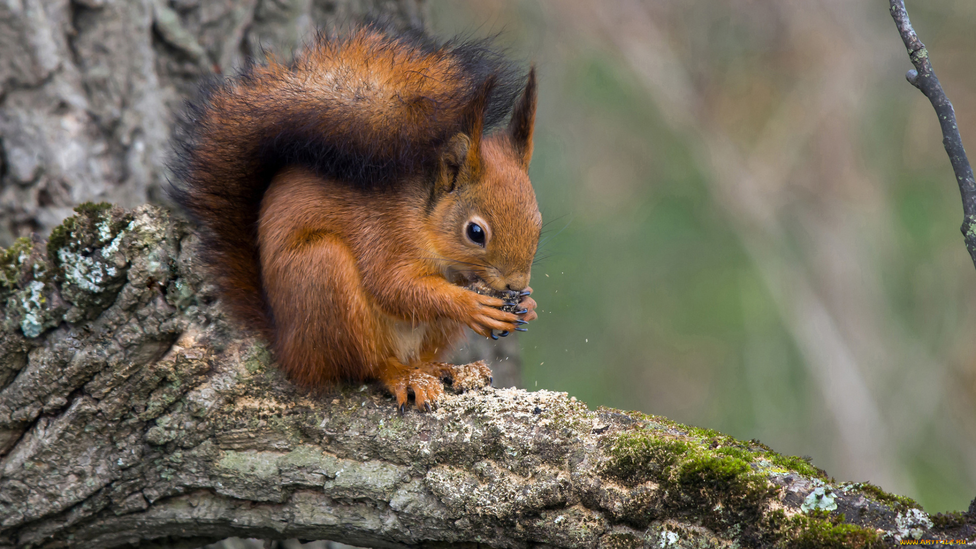 животные, белки, белка