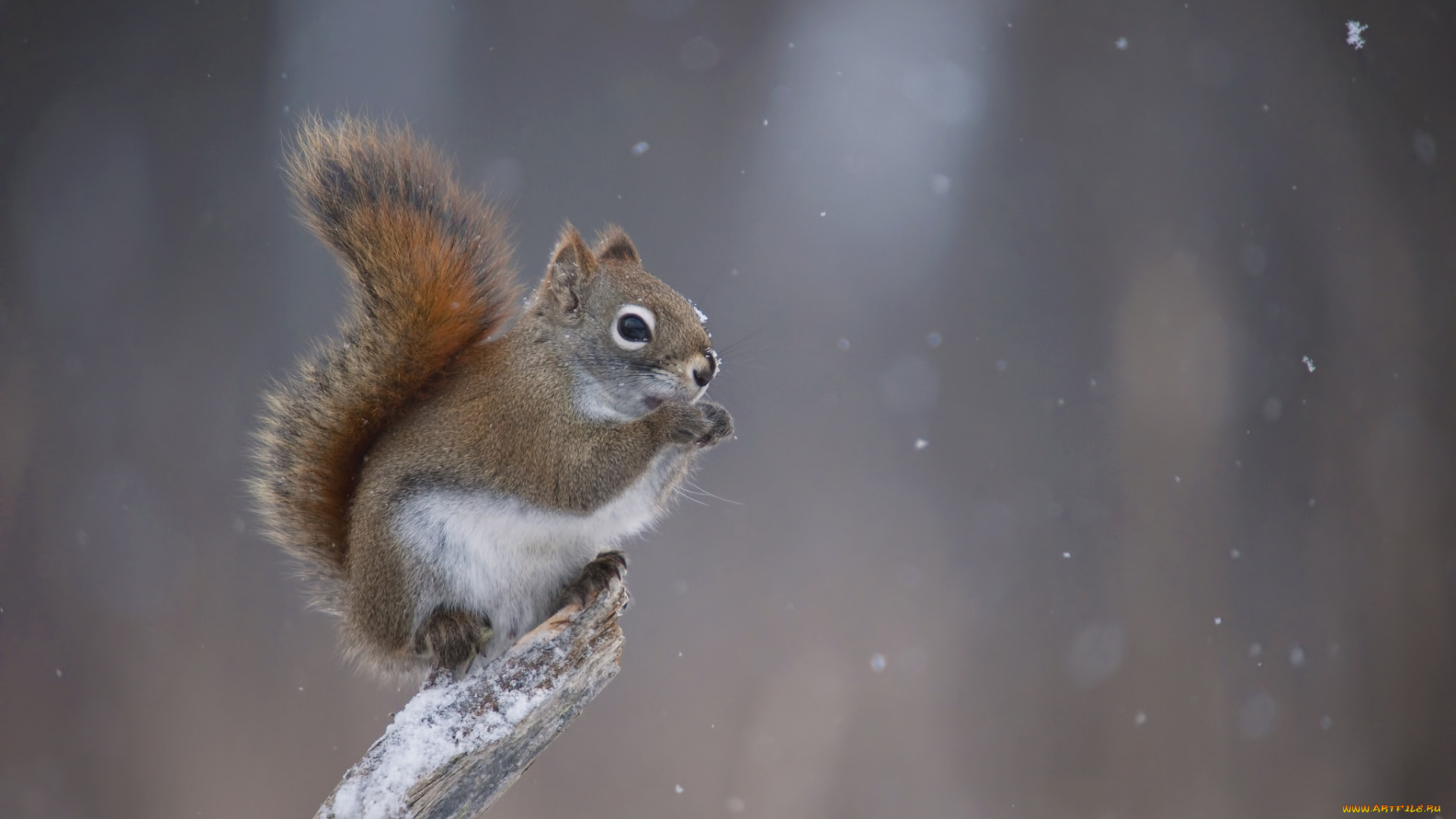 животные, белки, белка