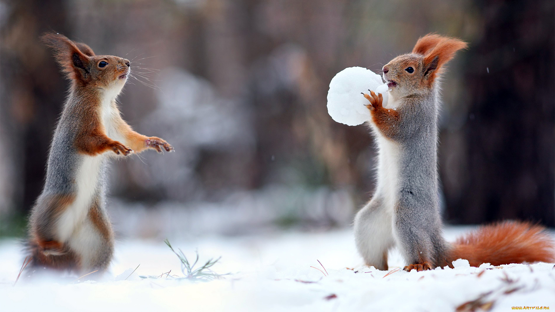 животные, белки, снег
