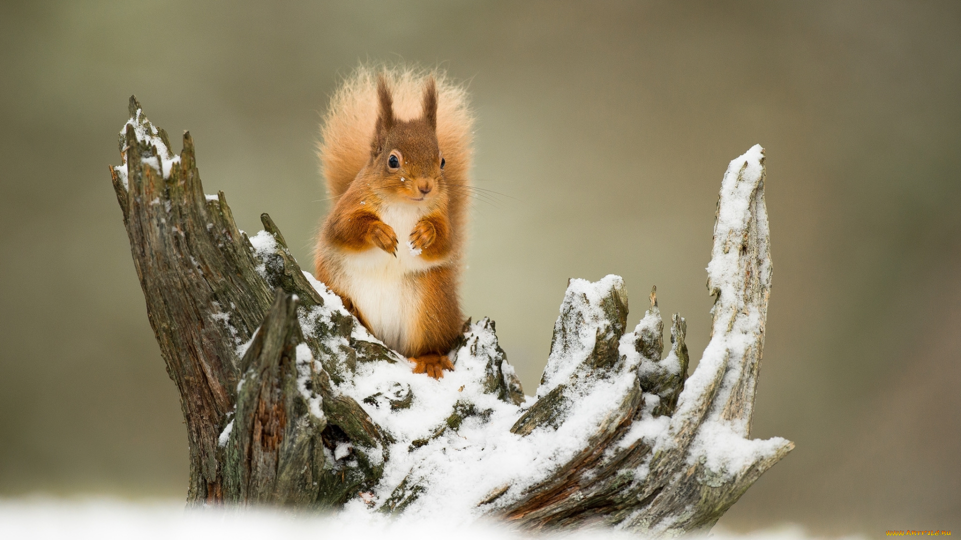 животные, белки, зверек, хвост, белка, рыжий, зима, коряга