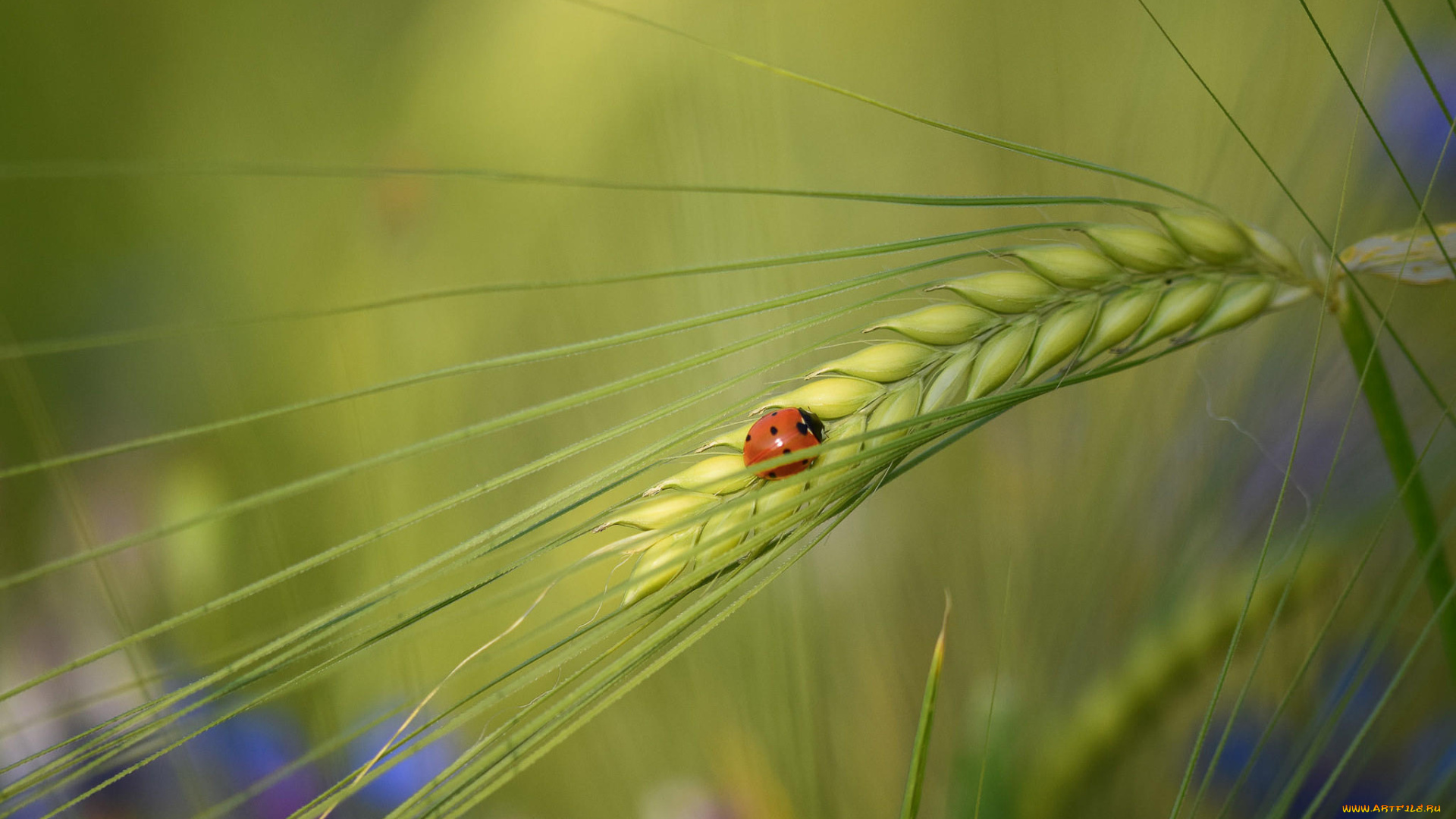 животные, божьи, коровки, божья, коровка, колос, макро