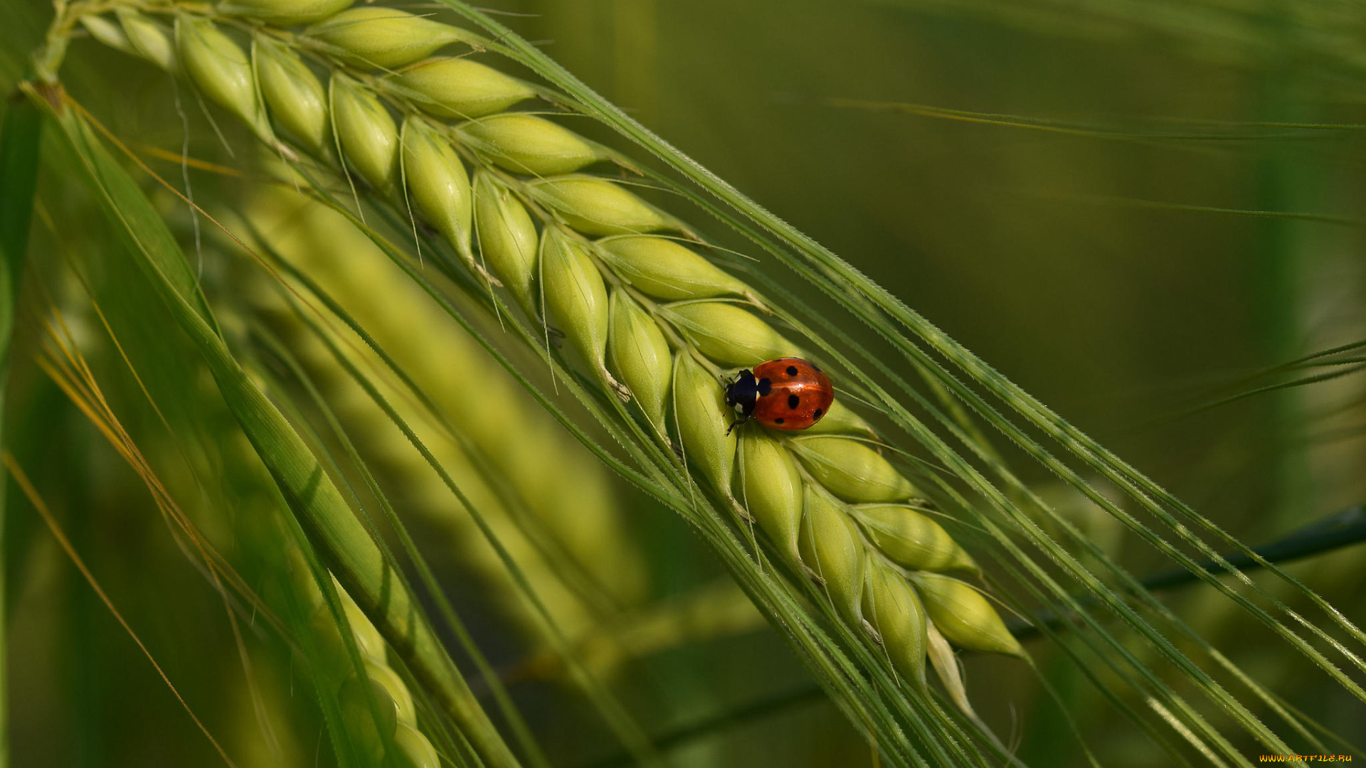 животные, божьи, коровки, божья, коровка, колос, макро