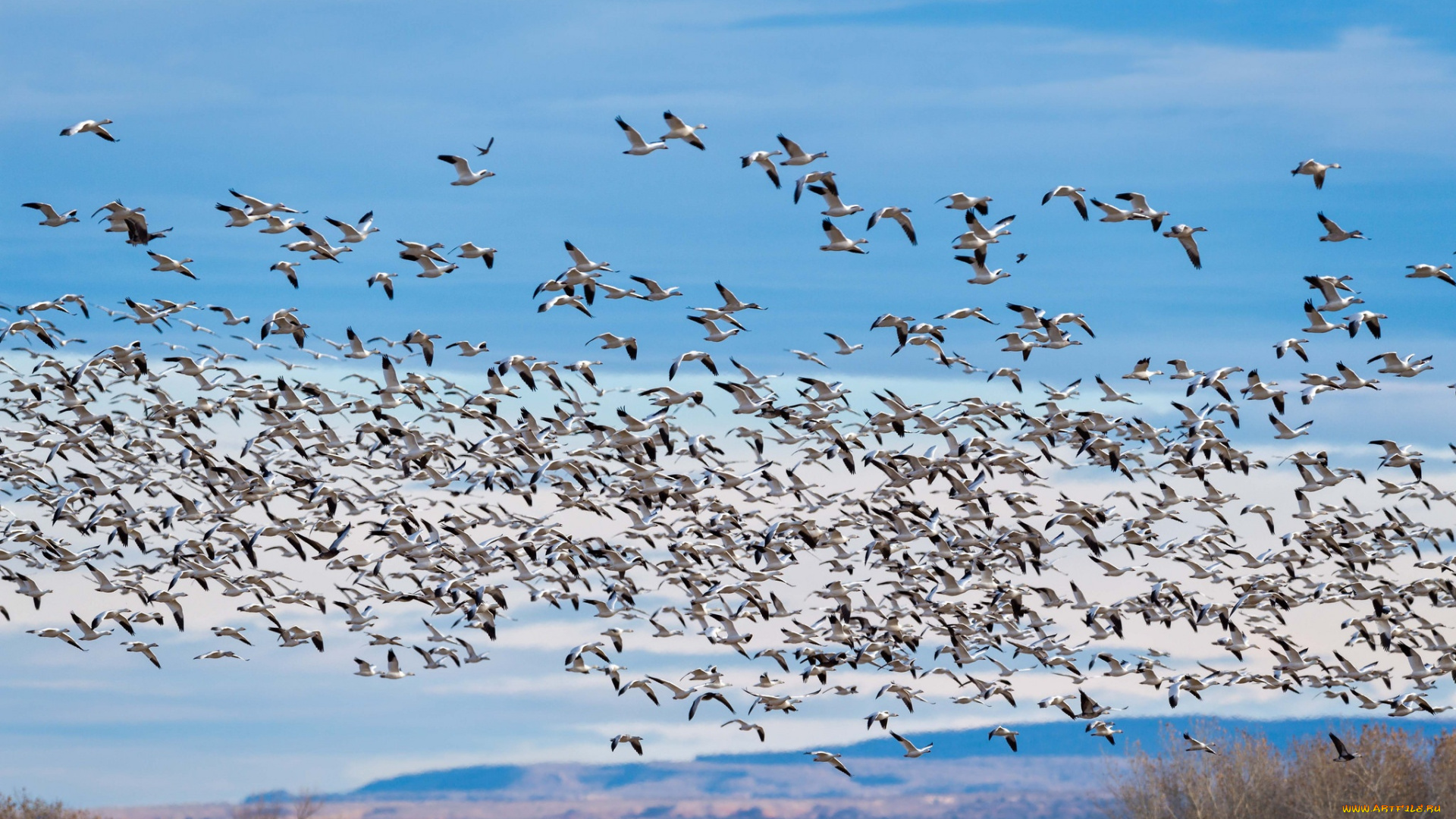 животные, Чайки, , бакланы, , крачки, птицы, полет