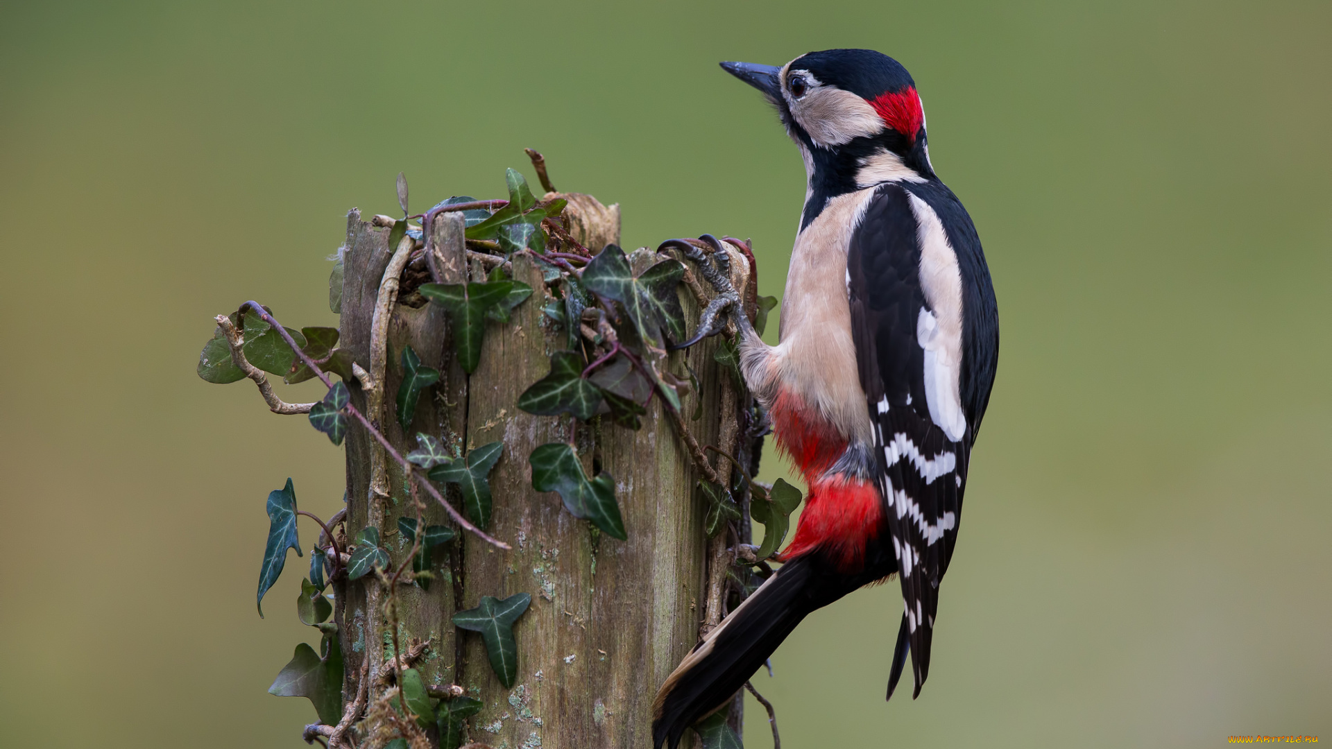 животные, дятлы, птичка