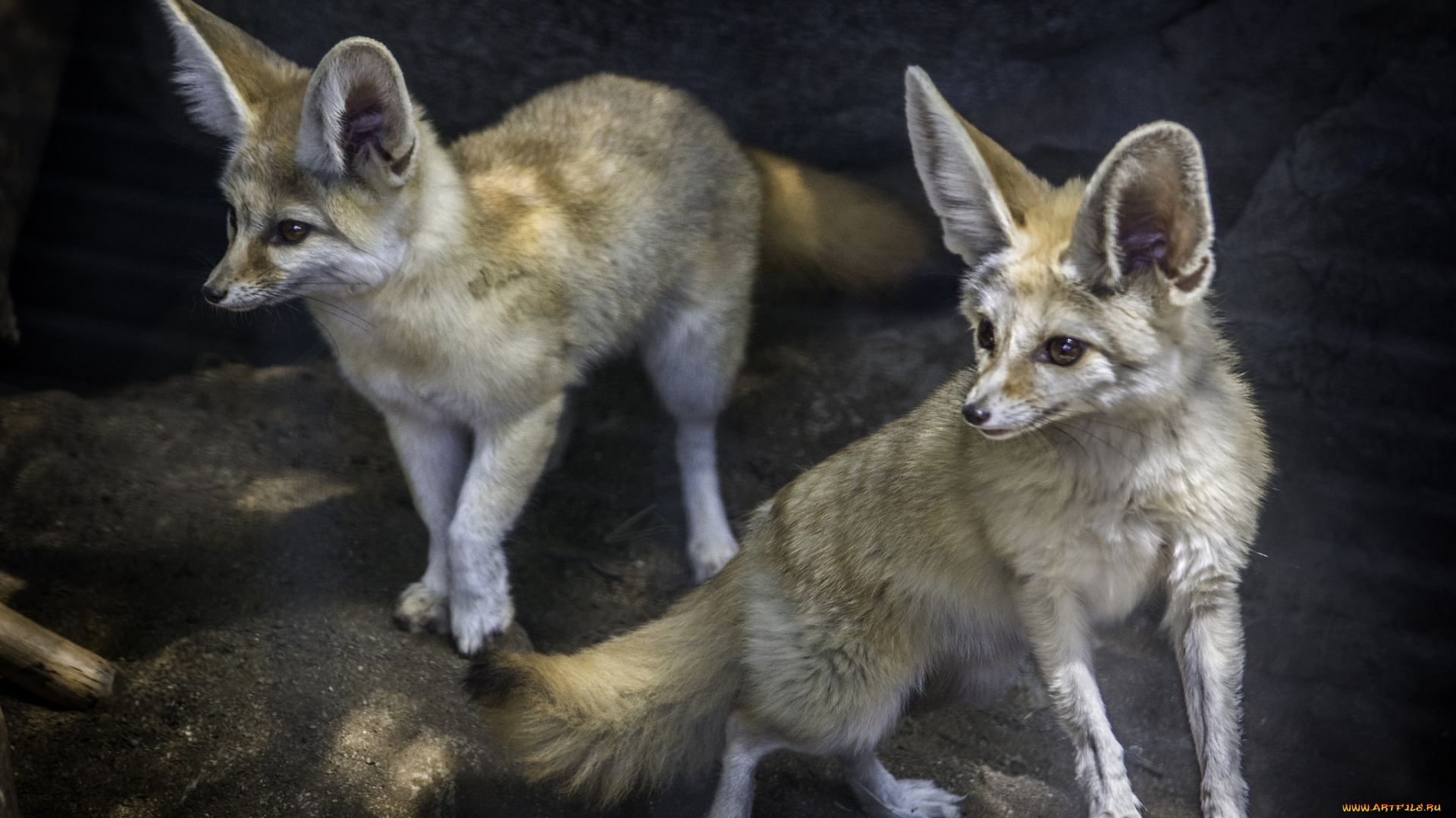 животные, фенеки, лисичка