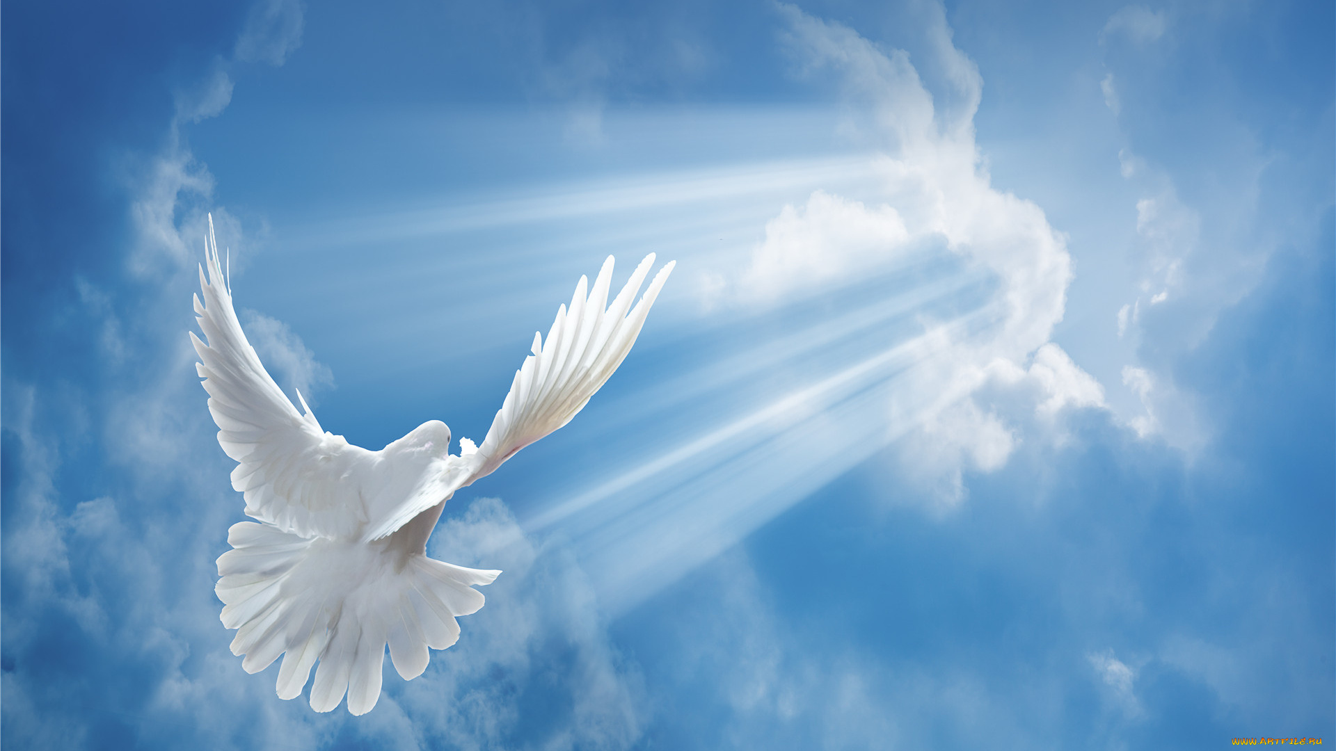 животные, голуби, голубь, небо, полет