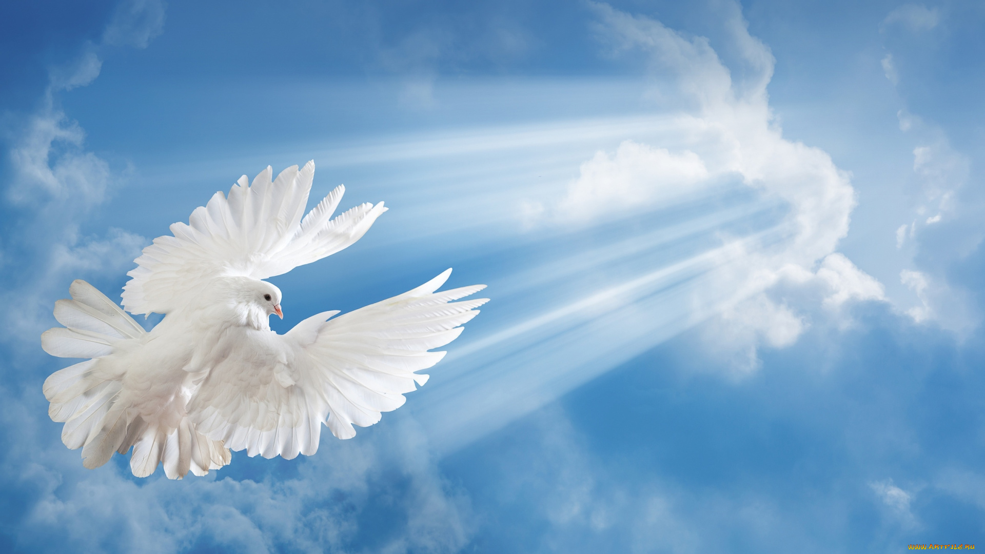 животные, голуби, голубь, небо, полет