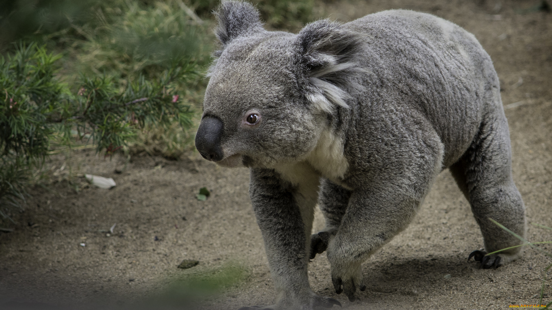 животные, коалы, мишка