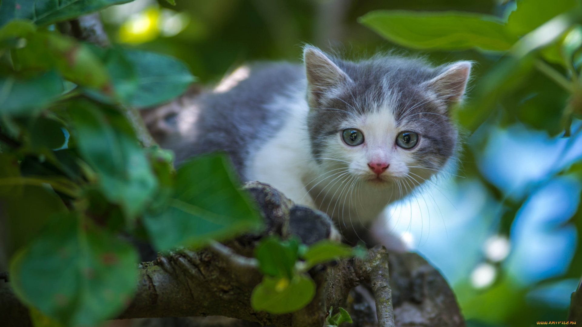 животные, коты, киса