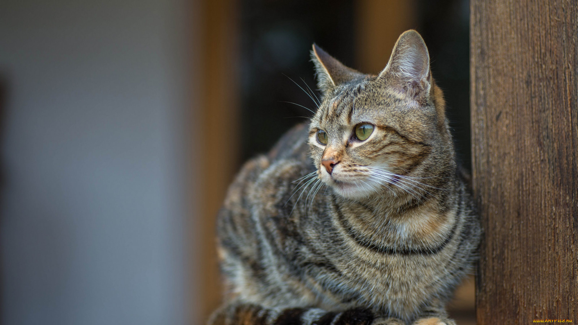 животные, коты, киса