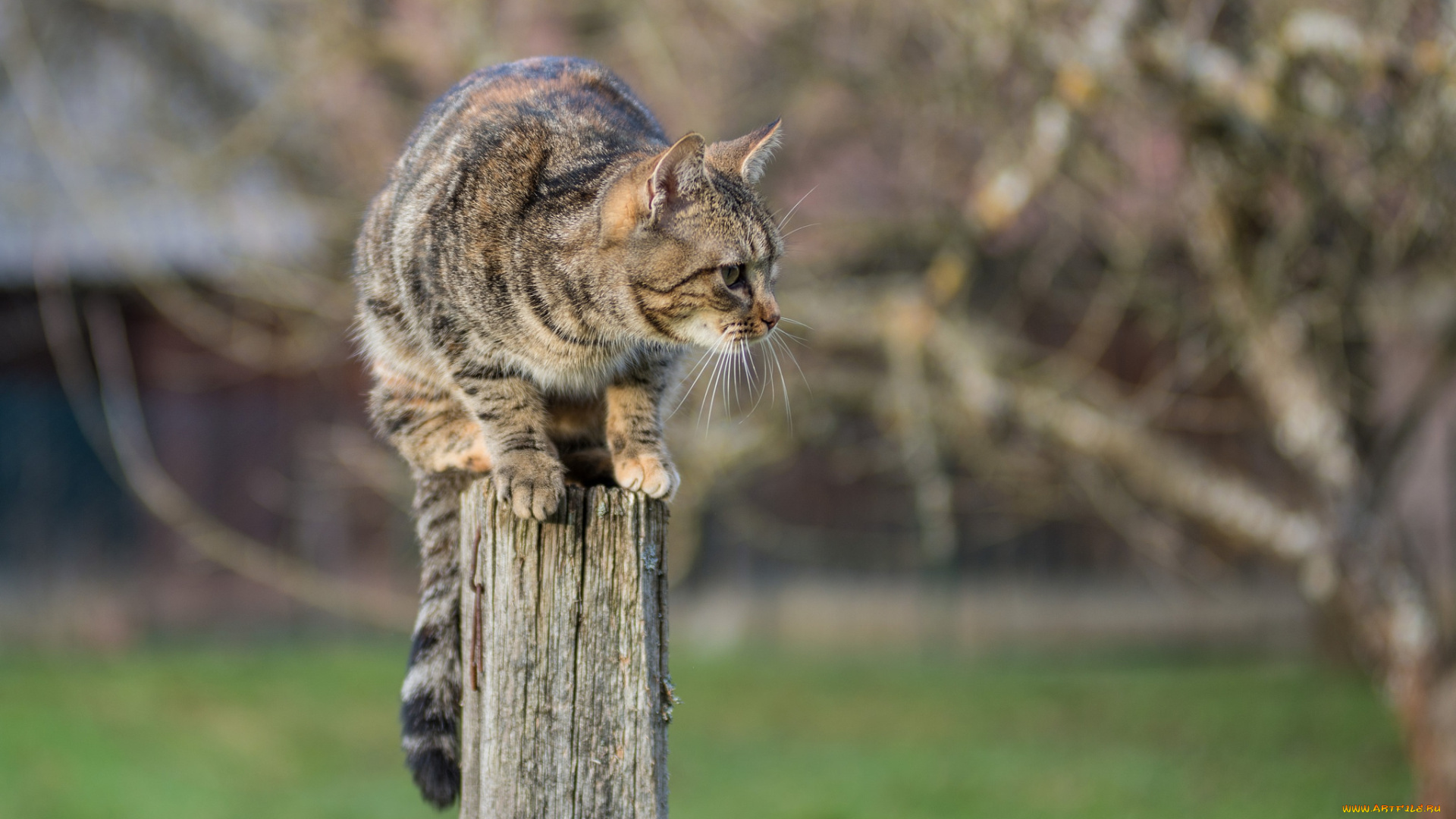 животные, коты, киса