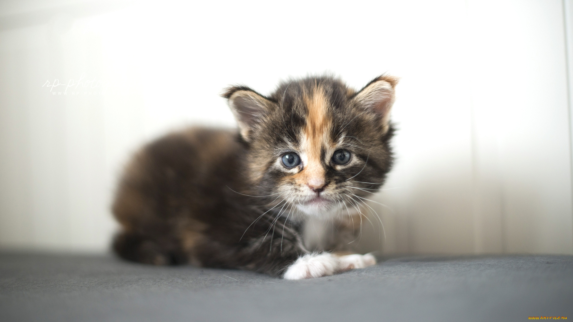 животные, коты, киса