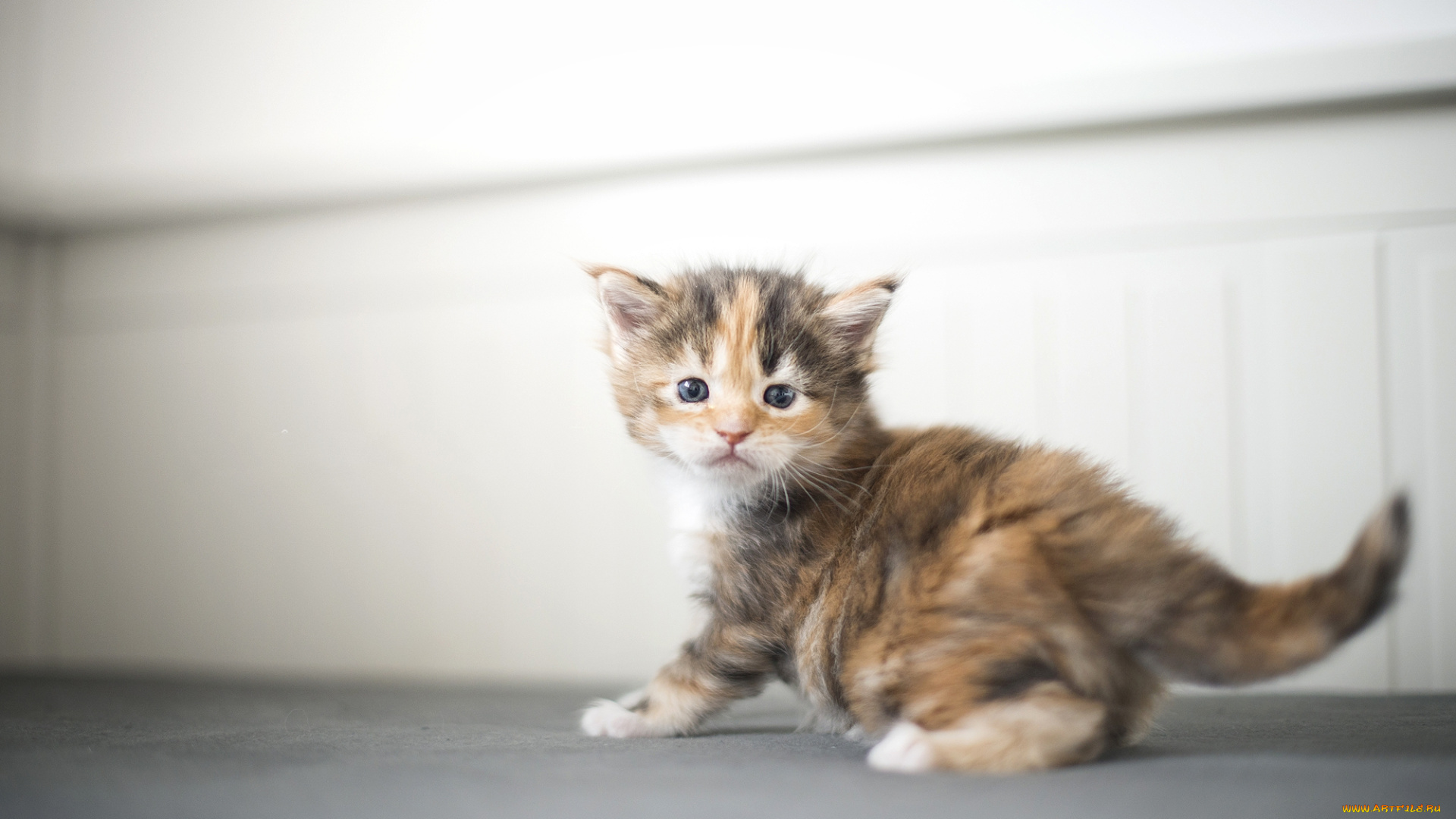 животные, коты, киса