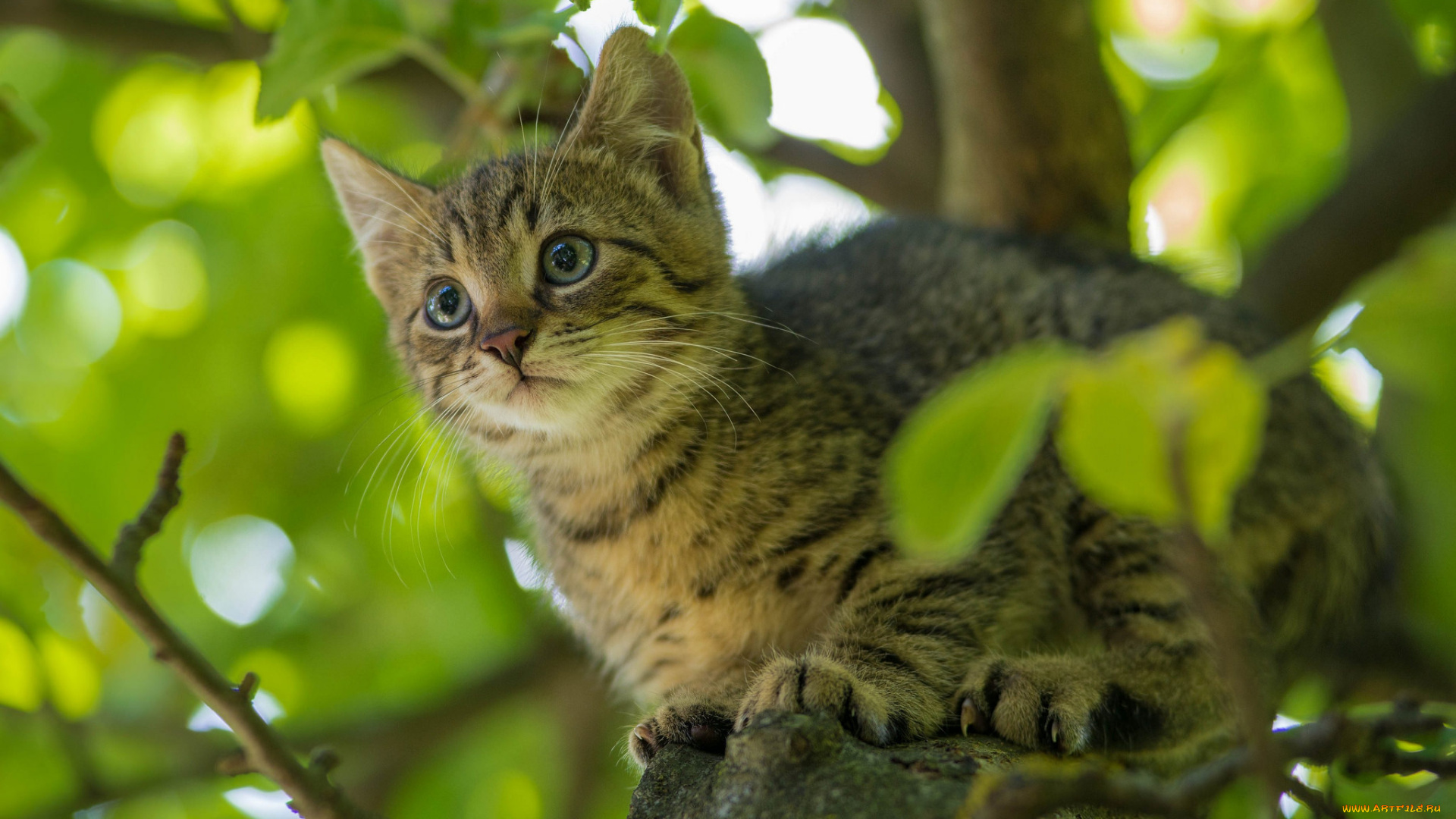 животные, коты, киса