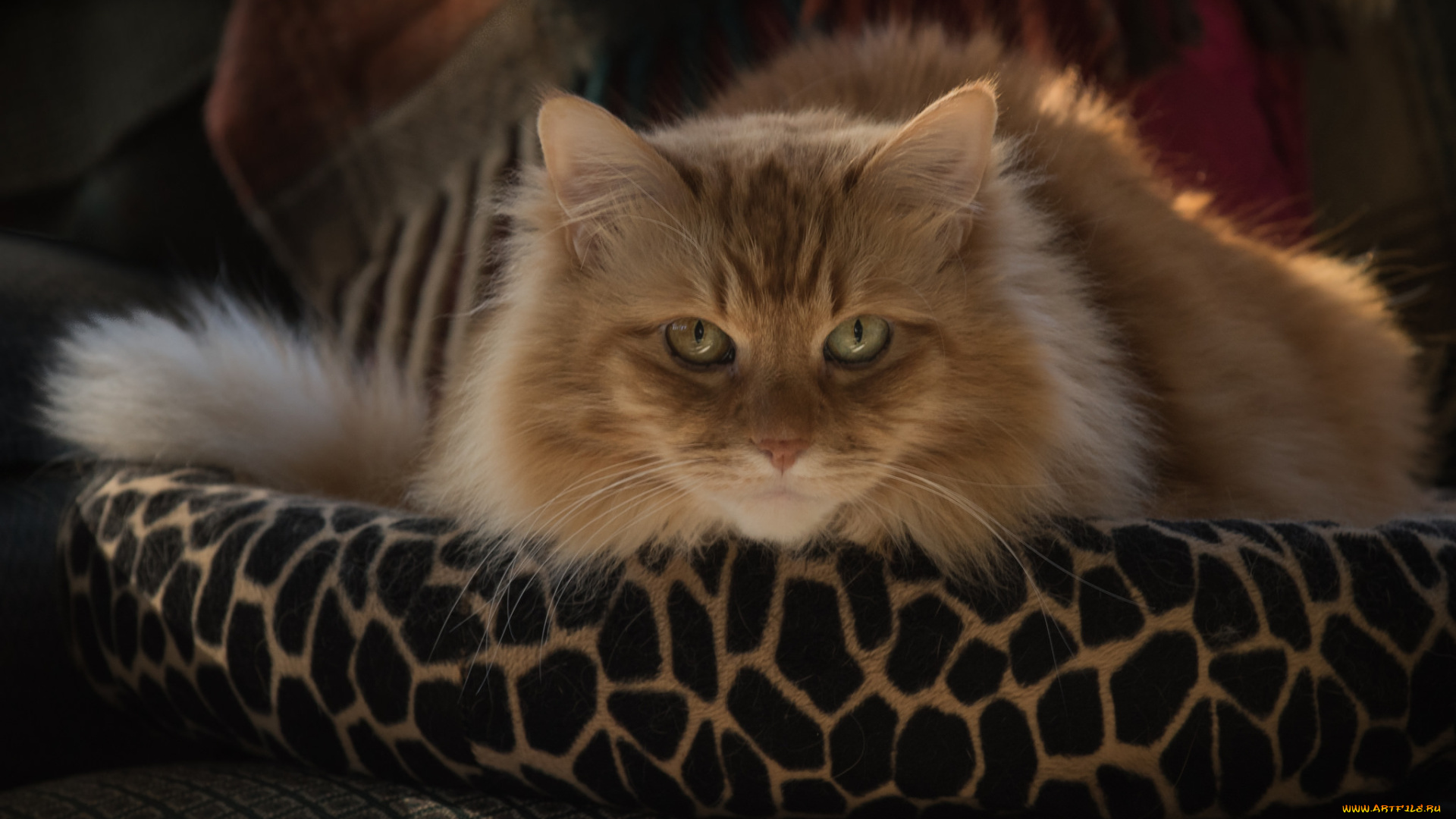 животные, коты, киса