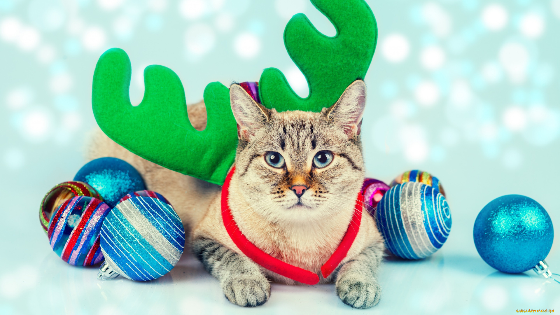 животные, коты, кошка, рожки, игрушки, шарики, кот