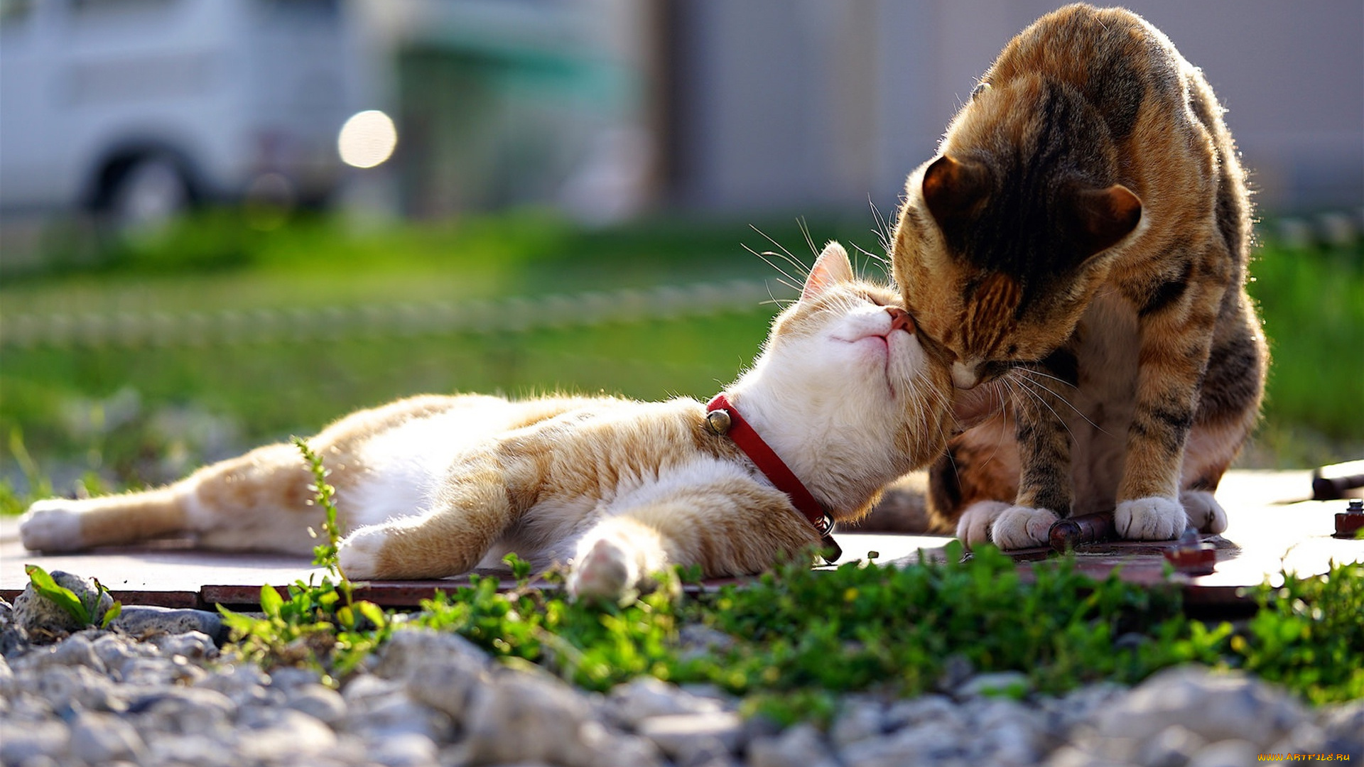 животные, коты, кошка, весна, кот, ласки, любовь