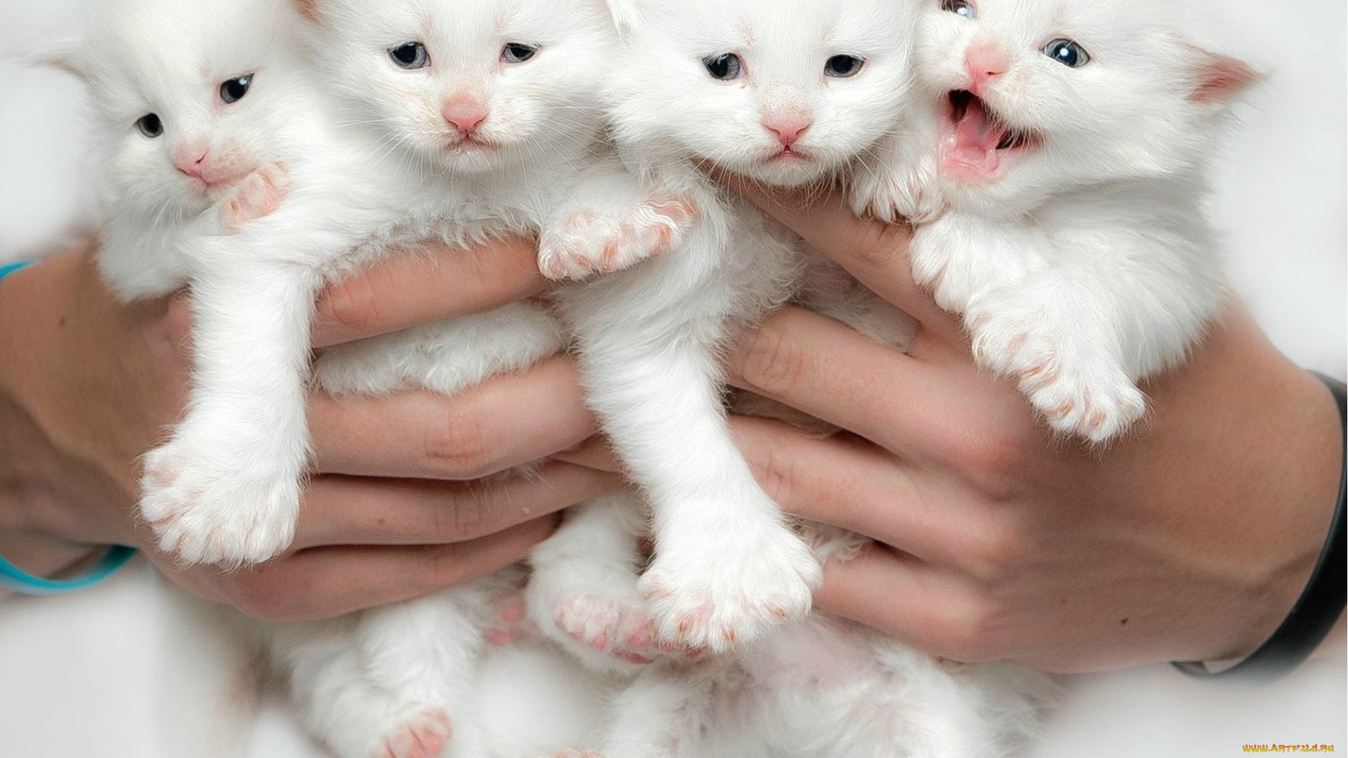 животные, коты, котята