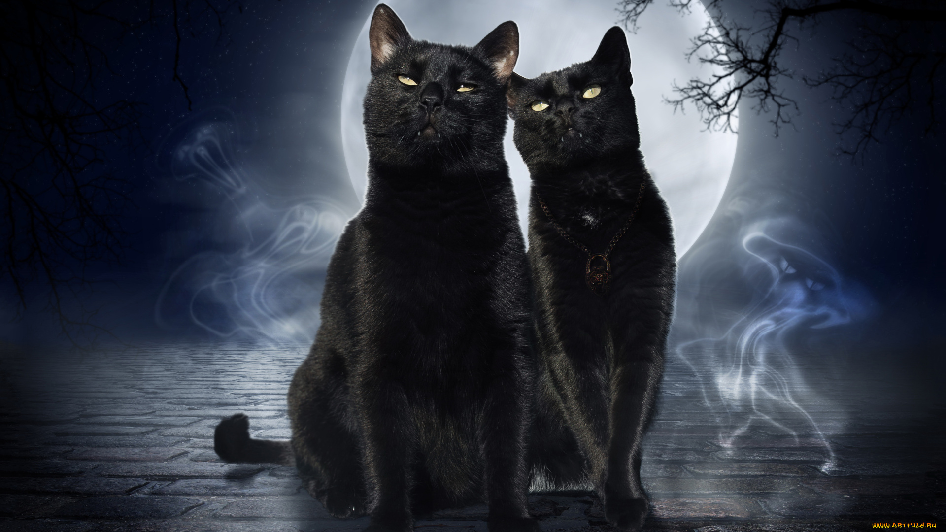 животные, коты, луна, фон, взгляд