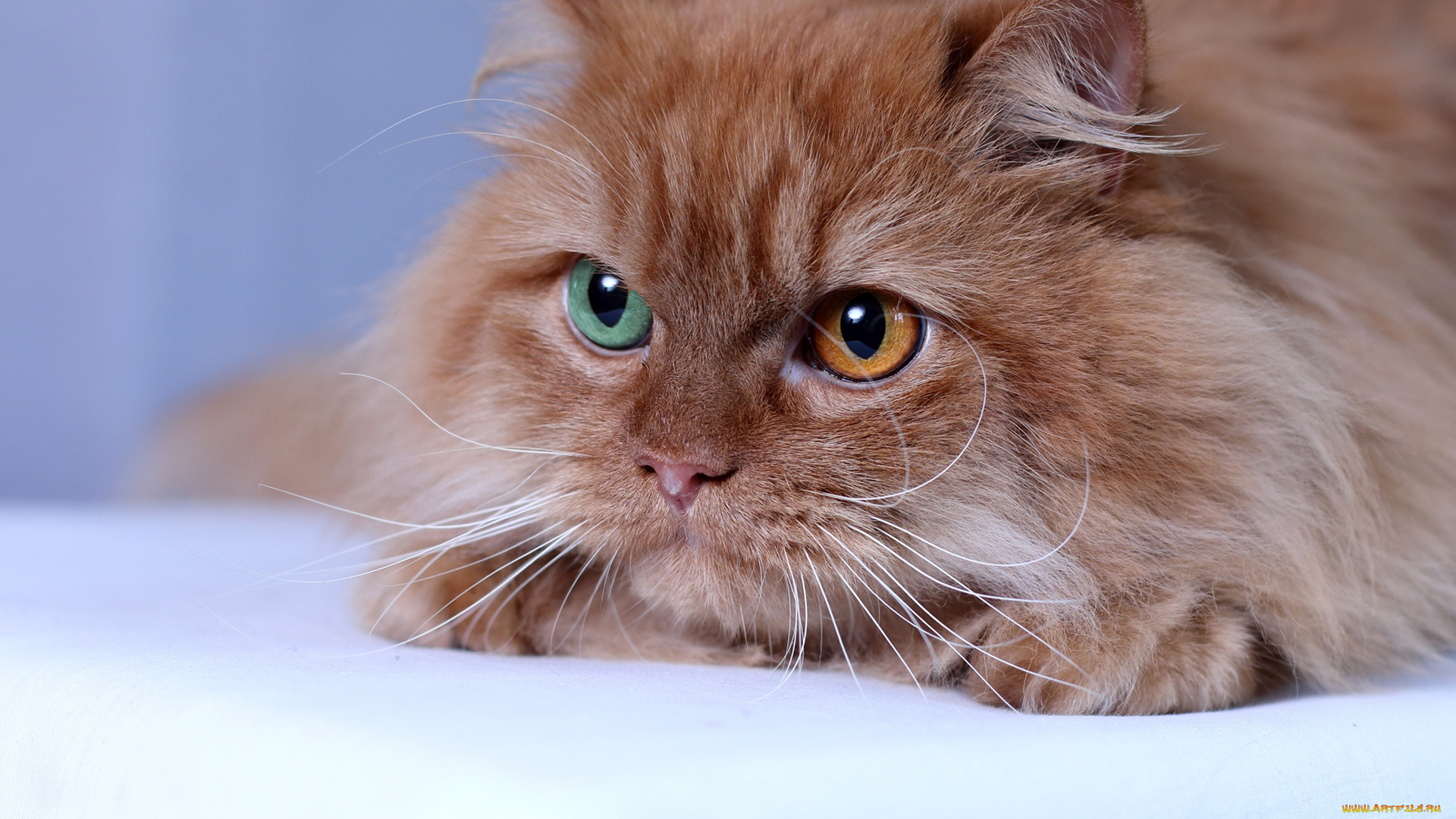 животные, коты, мордочка, рыжая, пушистая, кот, кошка, взгляд