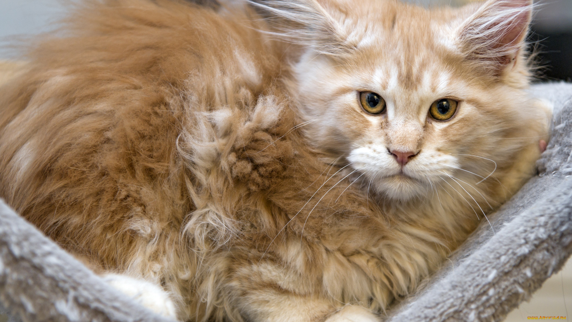 животные, коты, рыжий, котенок, кот, мейн-кун