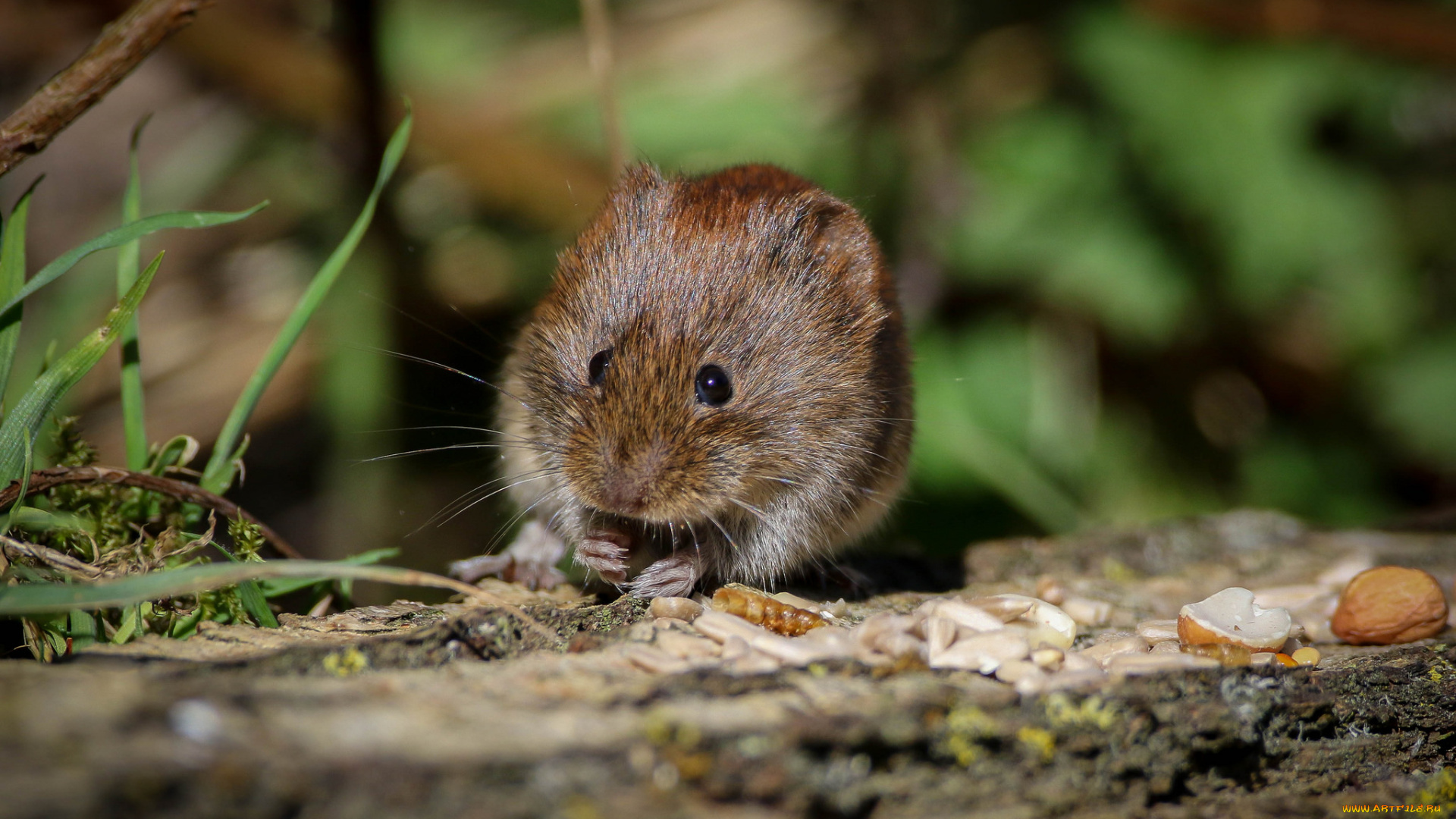 животные, крысы, , мыши, мышка