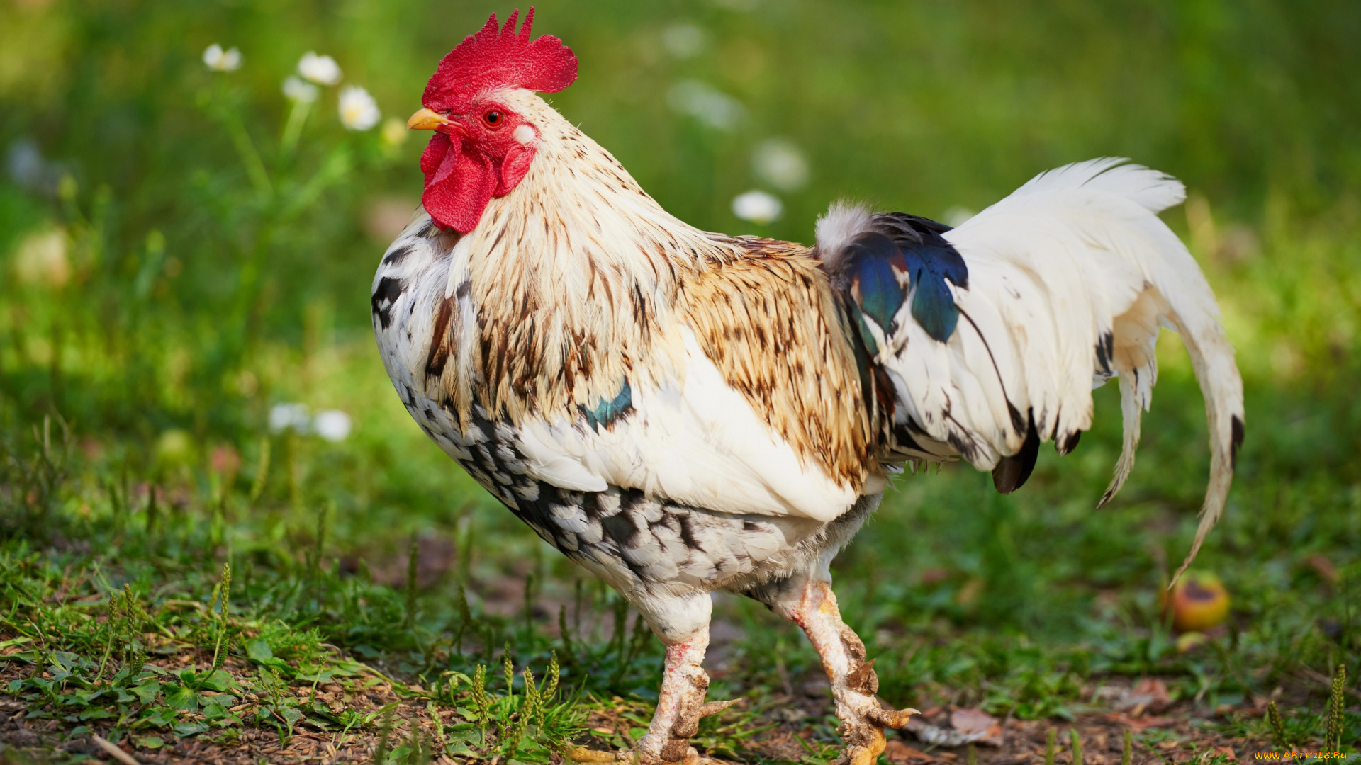 животные, куры, , петухи, петух