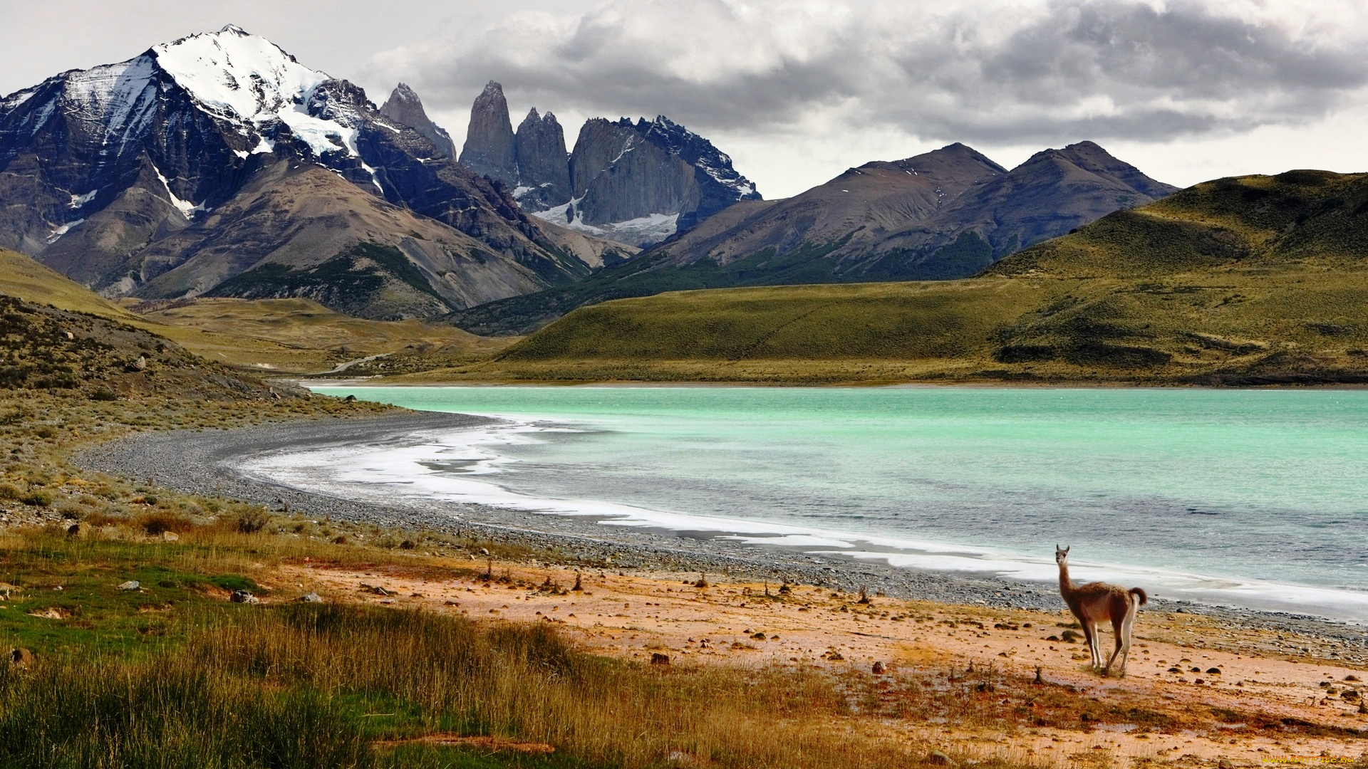 животные, ламы, горы, тучи, берег, река, гуанако