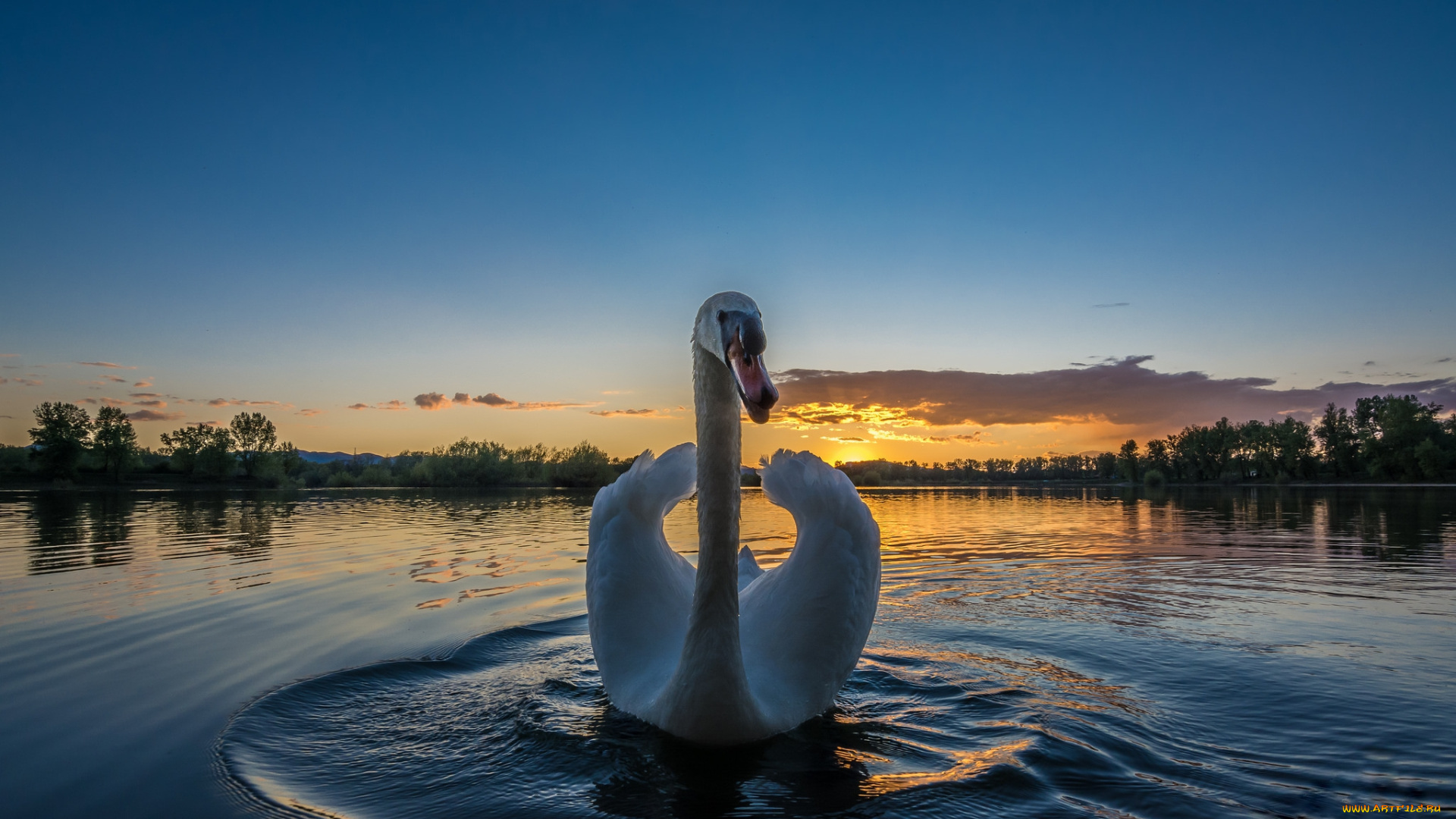 животные, лебеди, птичка