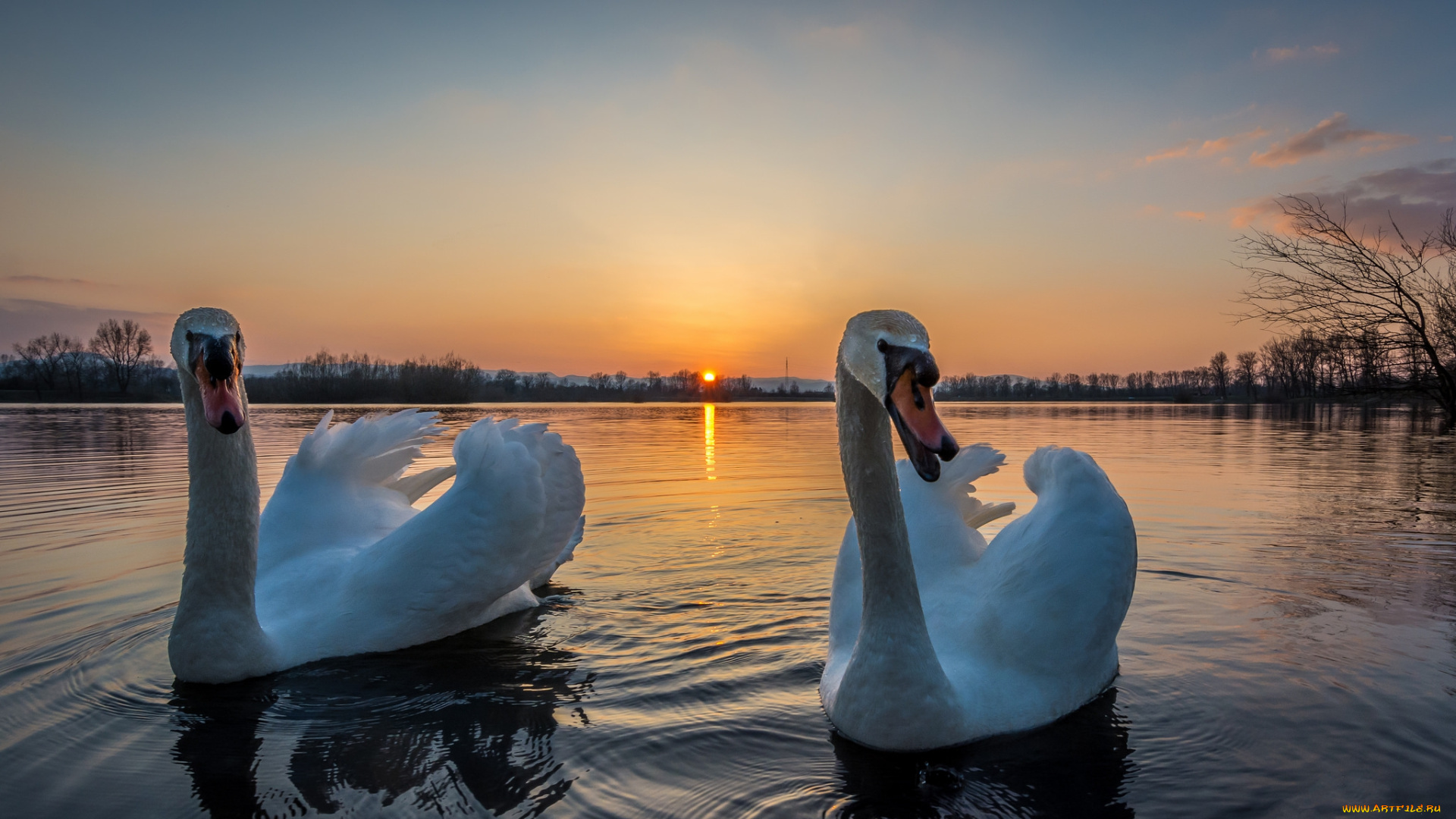 животные, лебеди, птичка