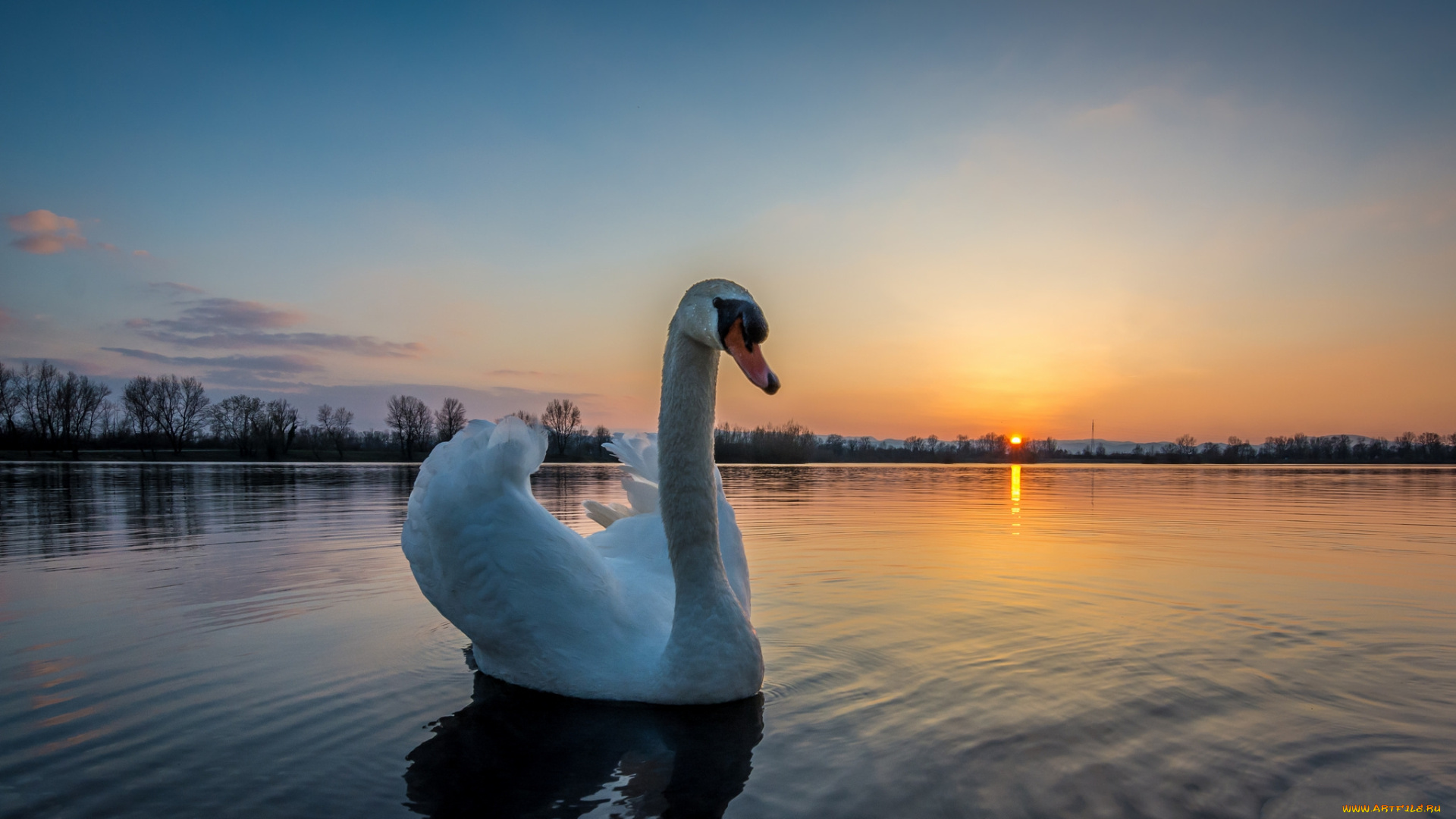 животные, лебеди, птичка