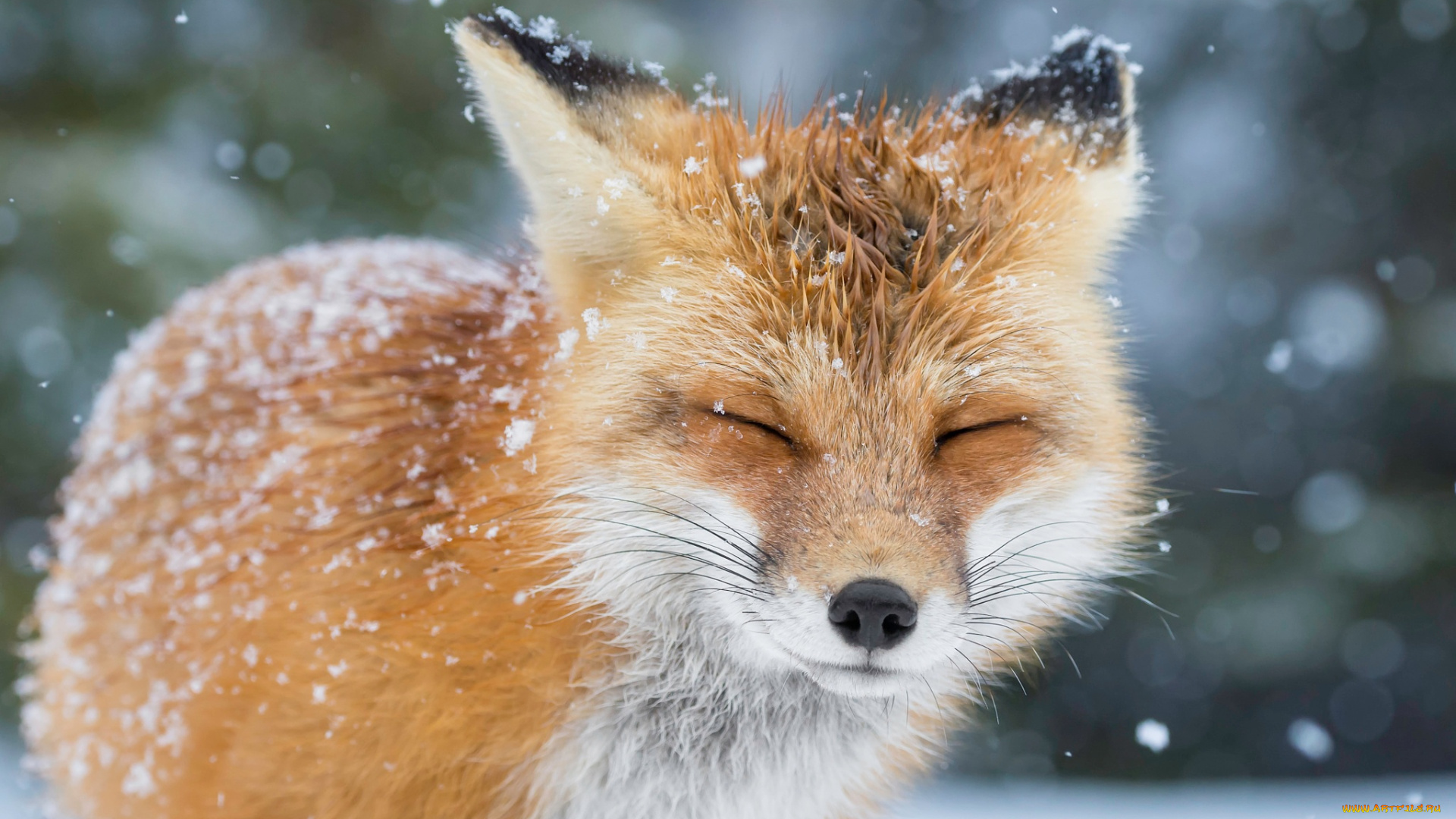 животные, лисы, лиса, лис, снег, зима