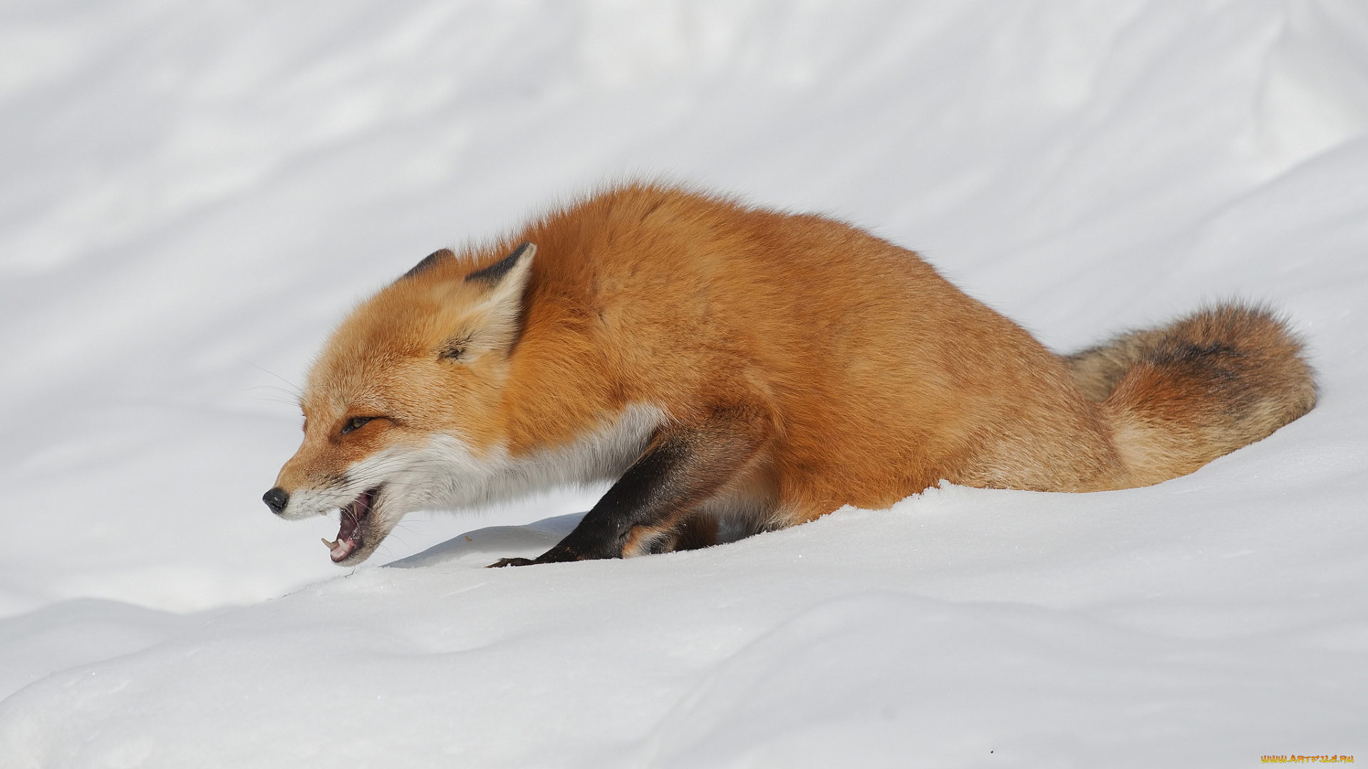 животные, лисы, лисичка