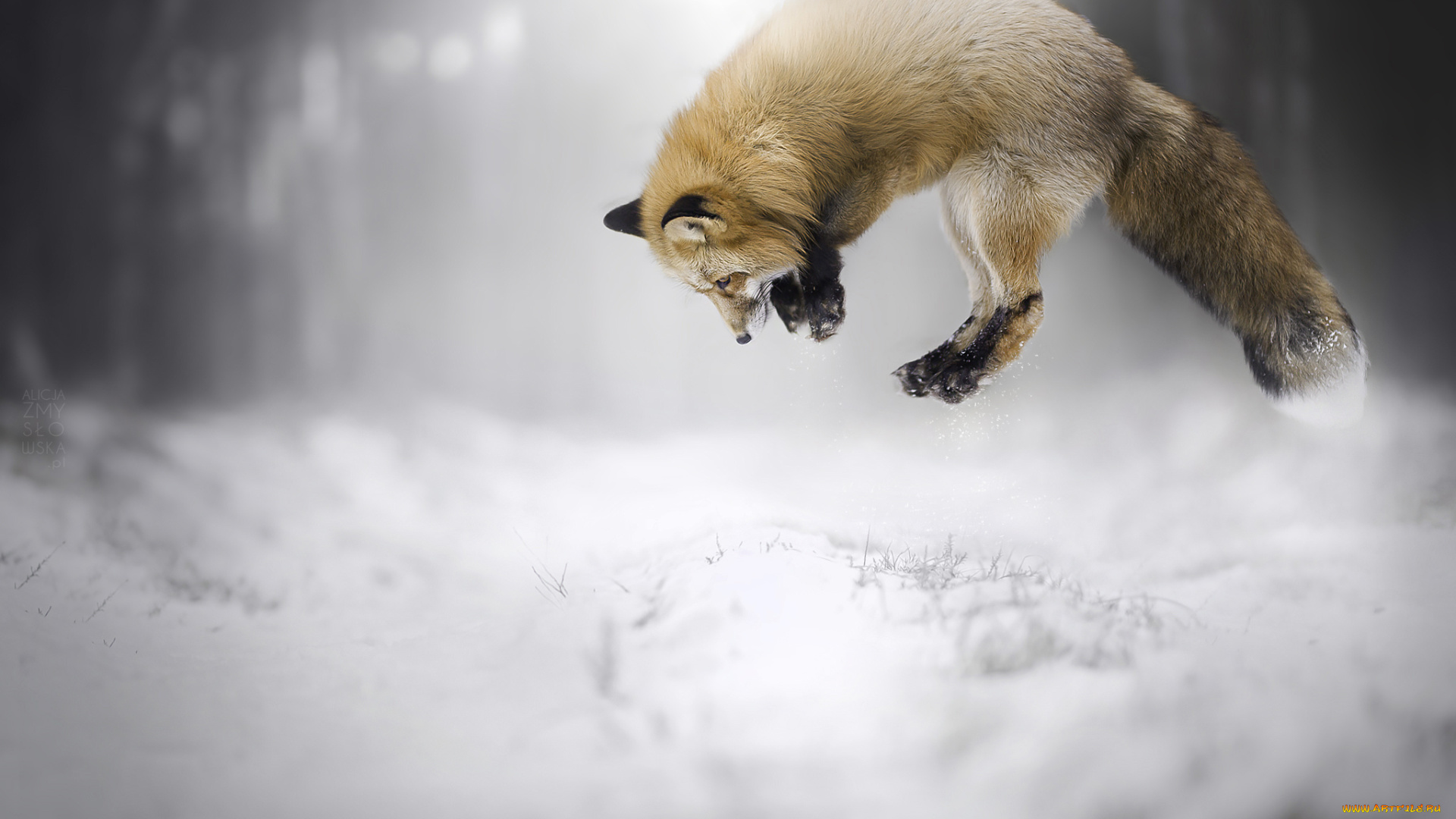 животные, лисы, лисичка