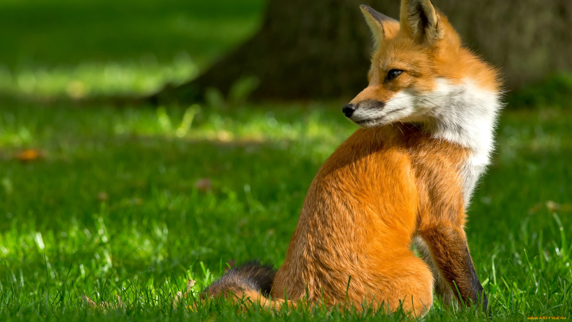 животные, лисы, взгляд, лиса, лес