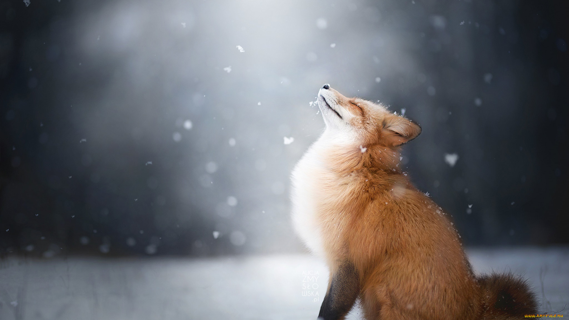 животные, лисы, зима, снег, лиса, лис